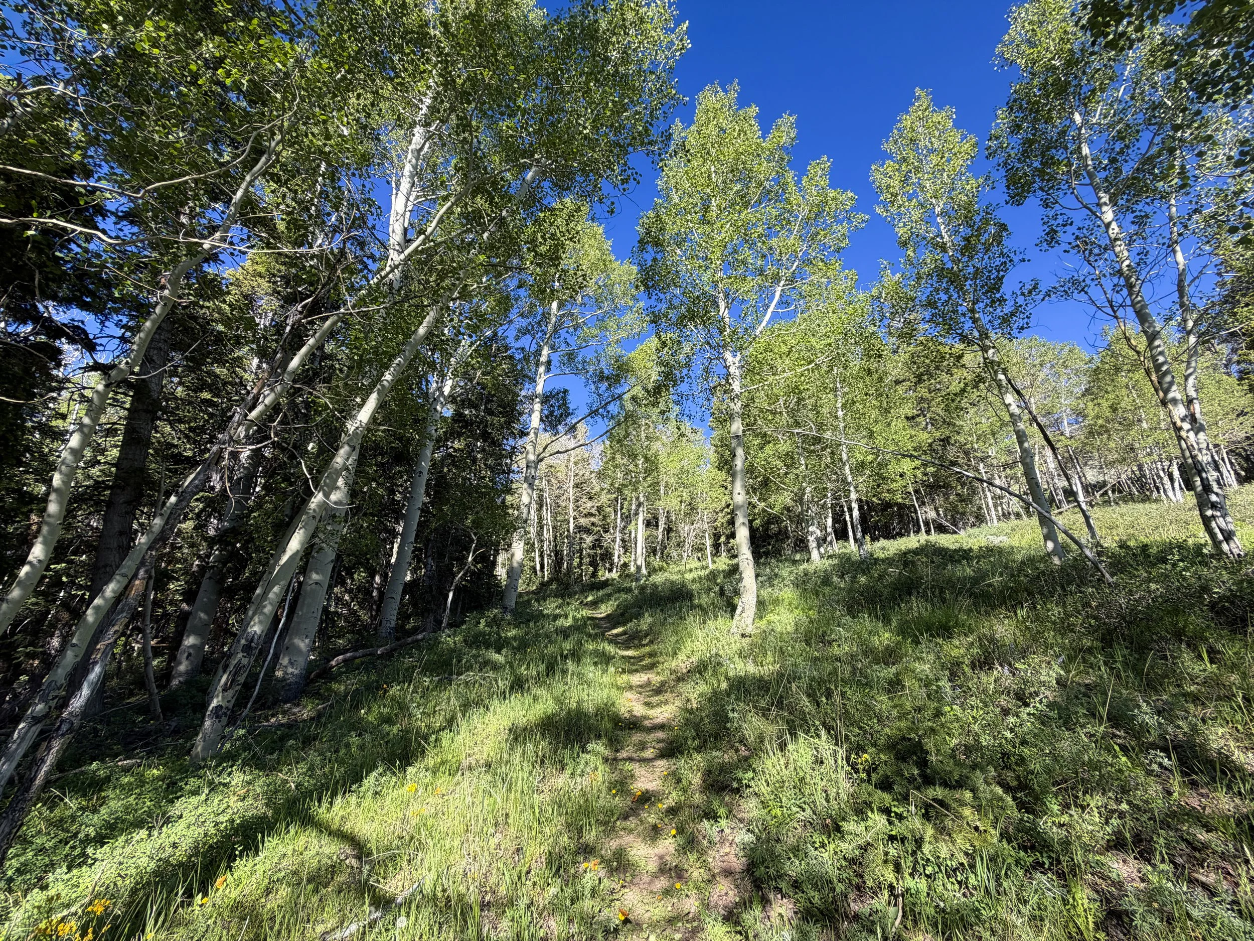 Upper Strawberry Trail Great Basin National Park Nevada
