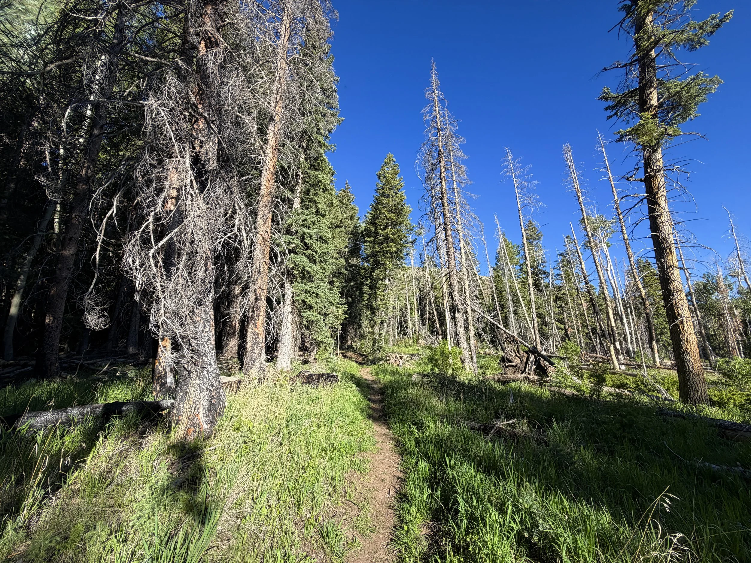 Upper Strawberry Creek Trail Great Basin National Park Nevada