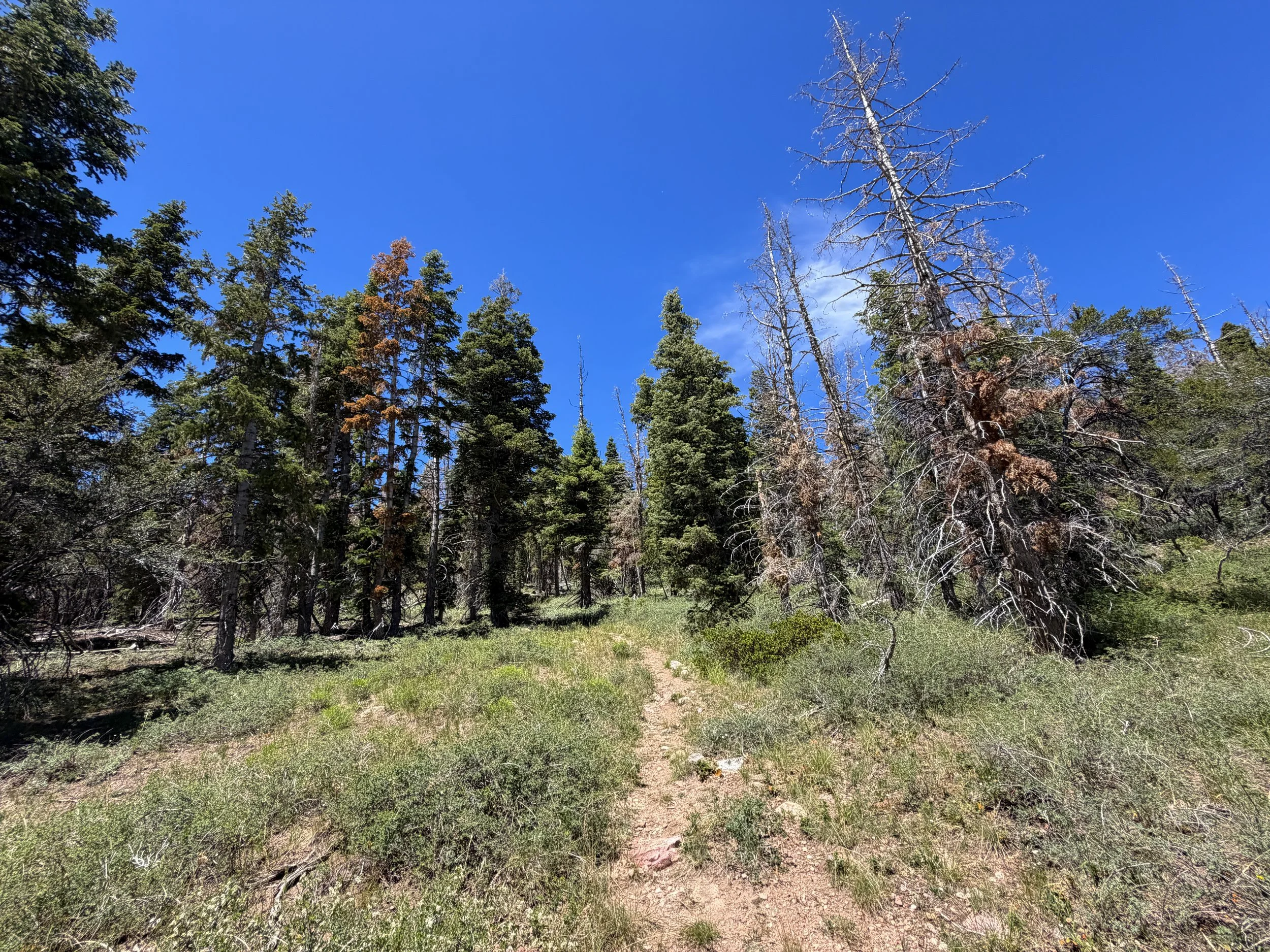 Dead Lake Trail Great Basin National Park Nevada