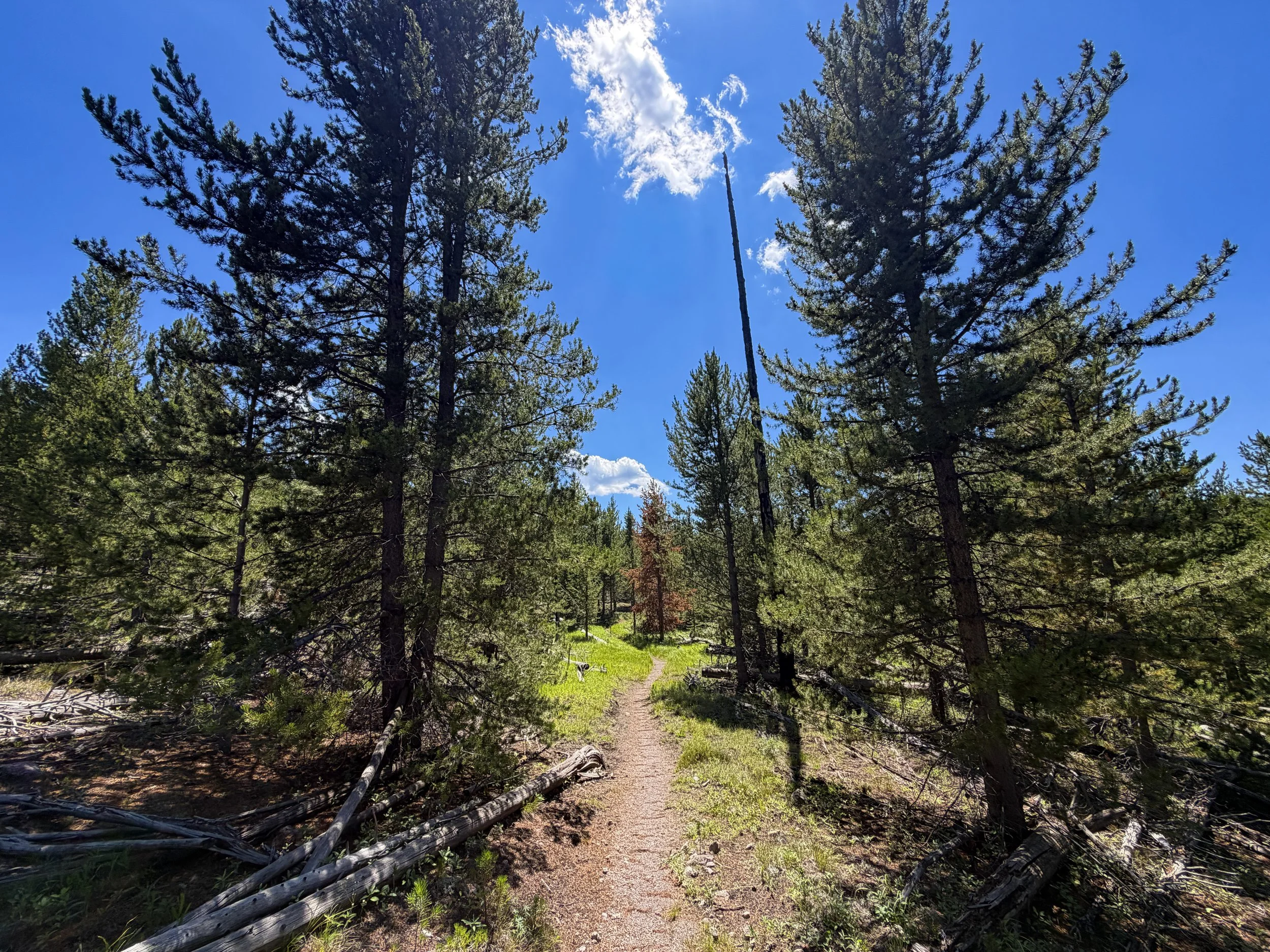 Fern Cascade Loop Trail Yellowstone National Park Wyoming