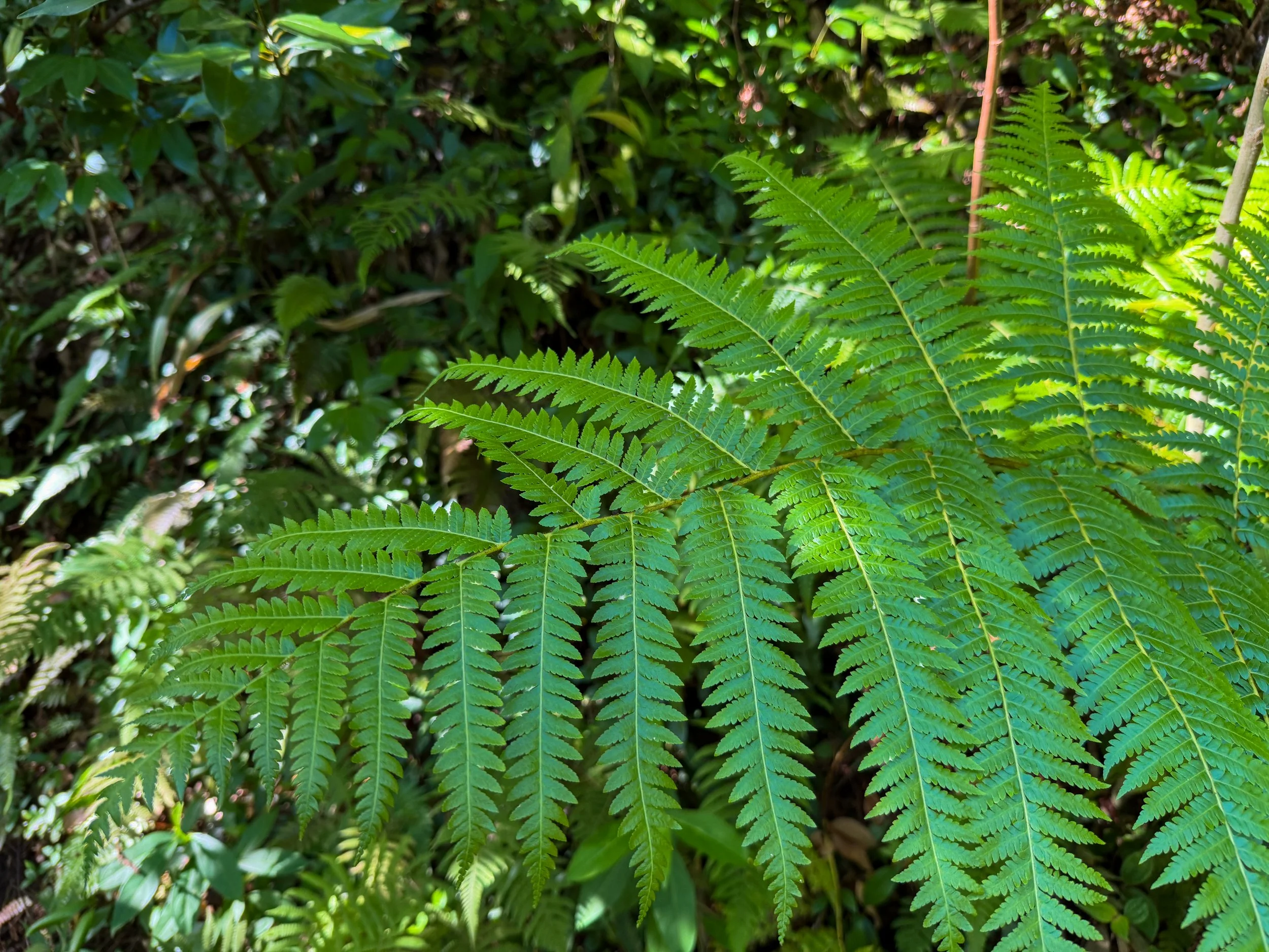 Hapuu Cibotium glaucum