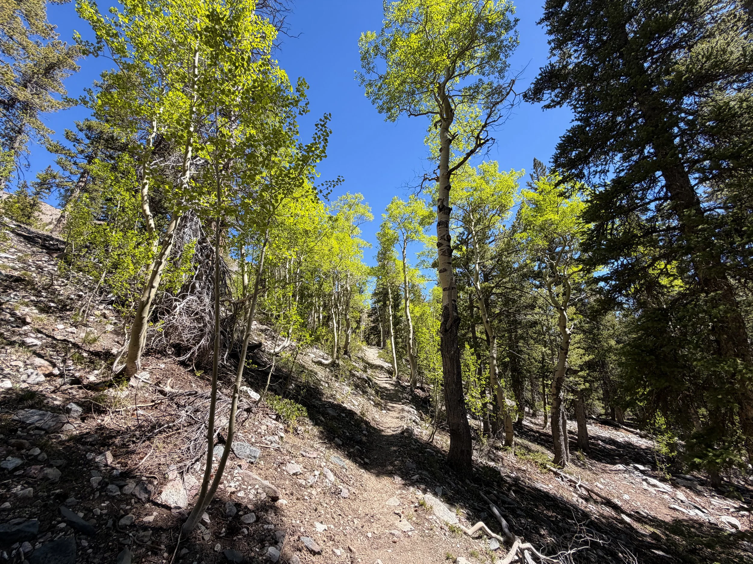 Baker Lake Trail Great Basin National Park Nevada