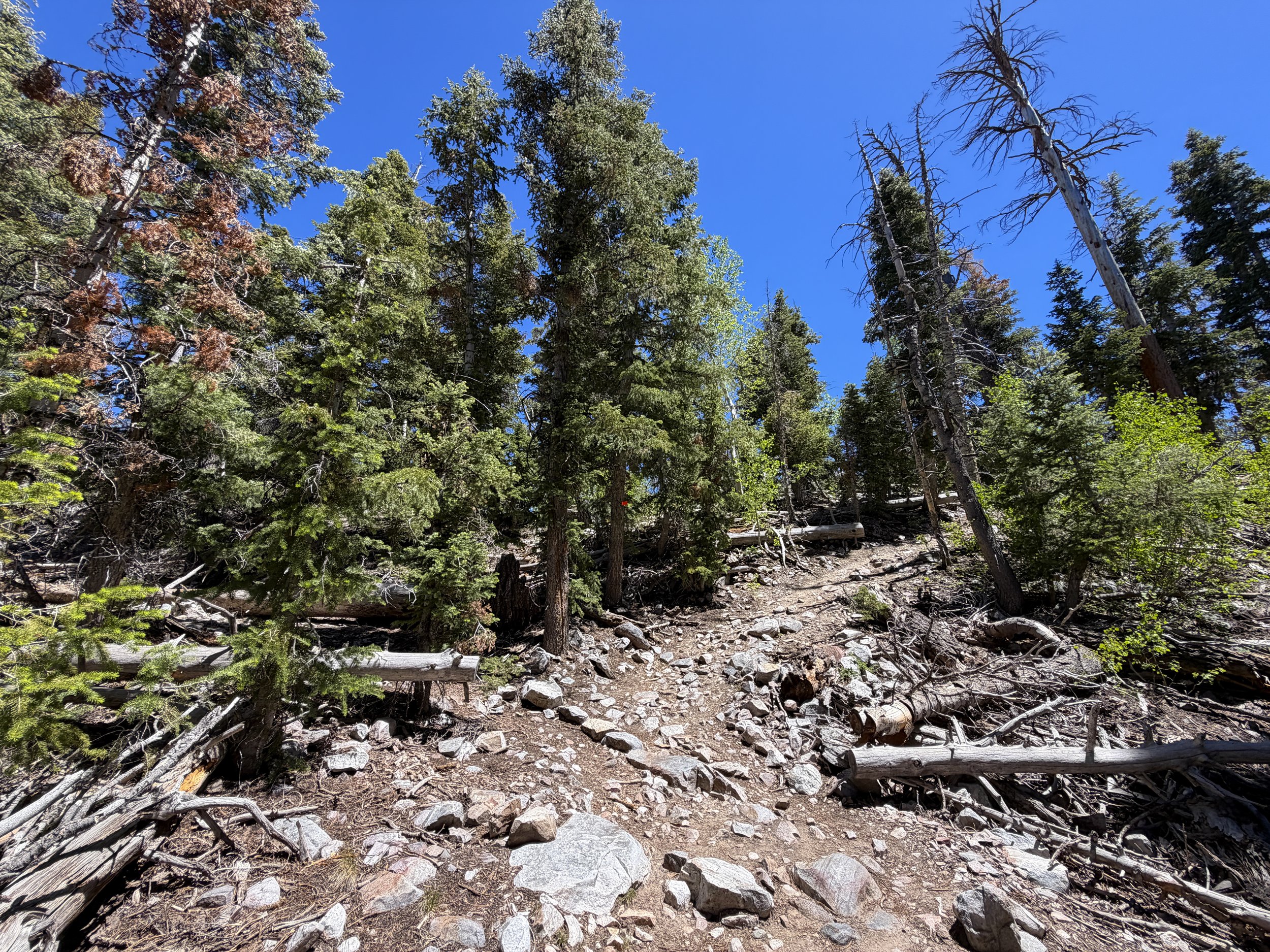 Baker Creek Loop Trail Great Basin National Park Nevada