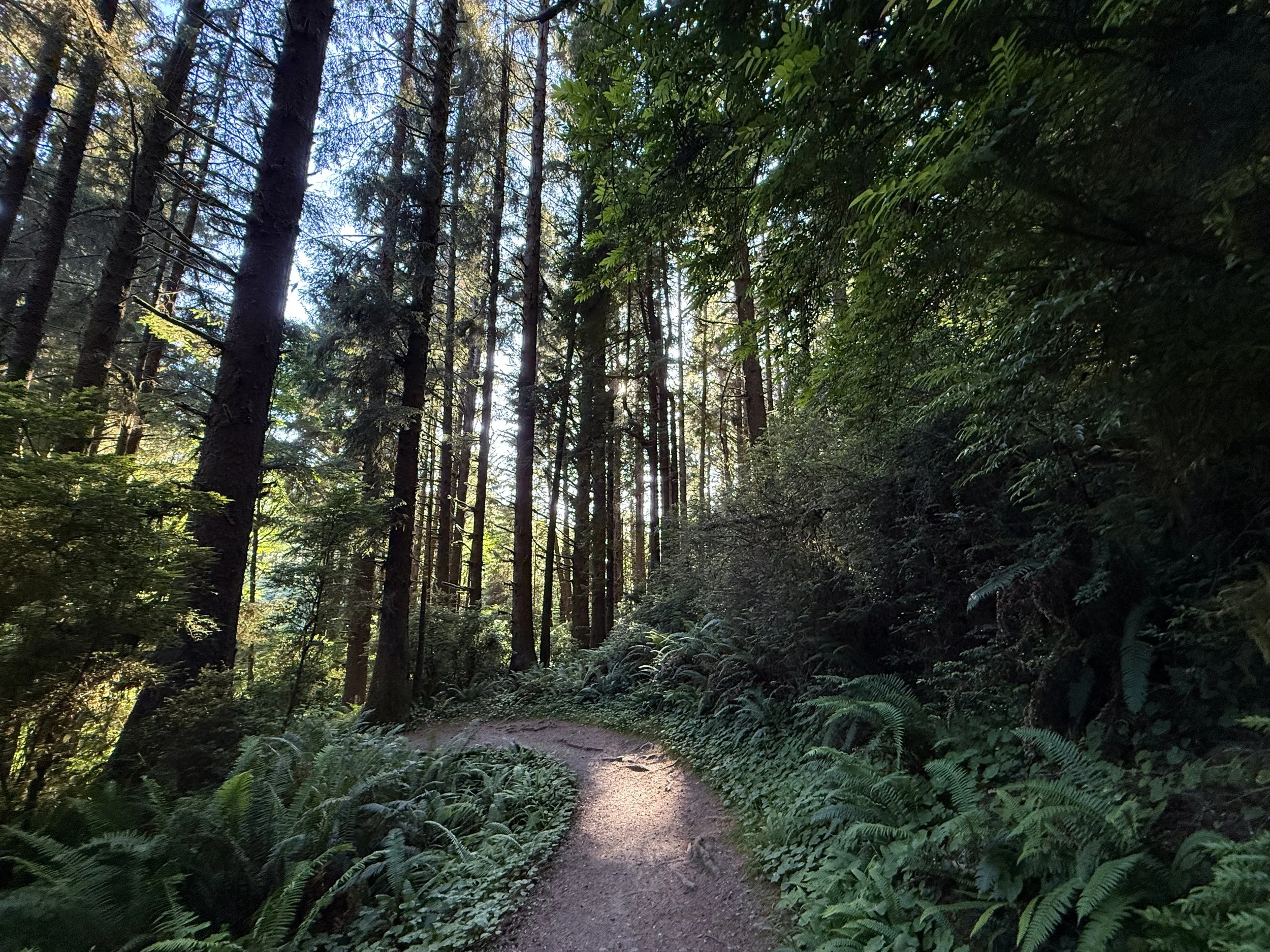 Fern Canyon Loop Trail Prairie Creek Redwoods State Park California