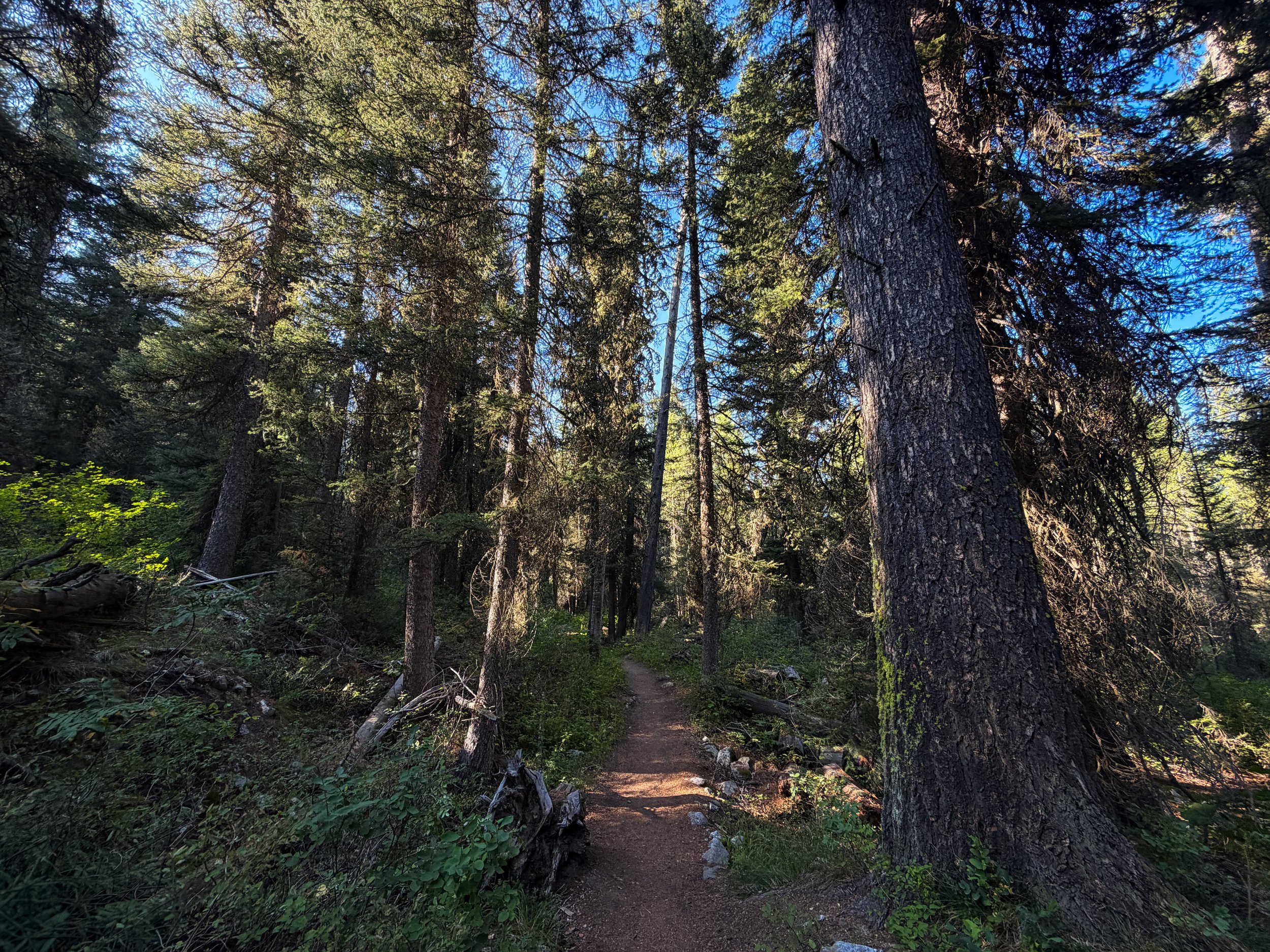 Moose Ponds Loop Hike Grand Teton National Park Wyoming