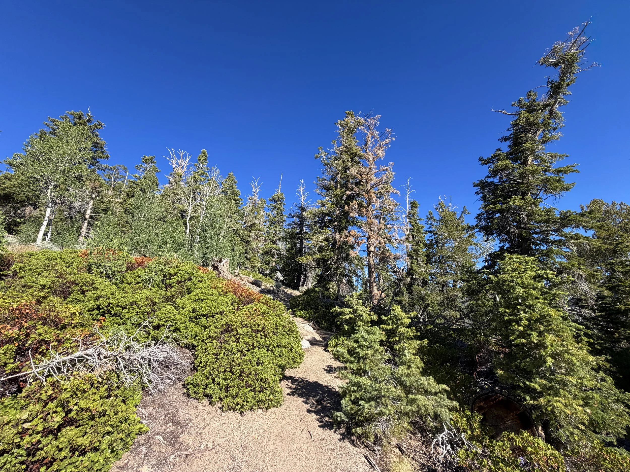 Snake Divide Trail to Mt Washington Great Basin National Park Nevada