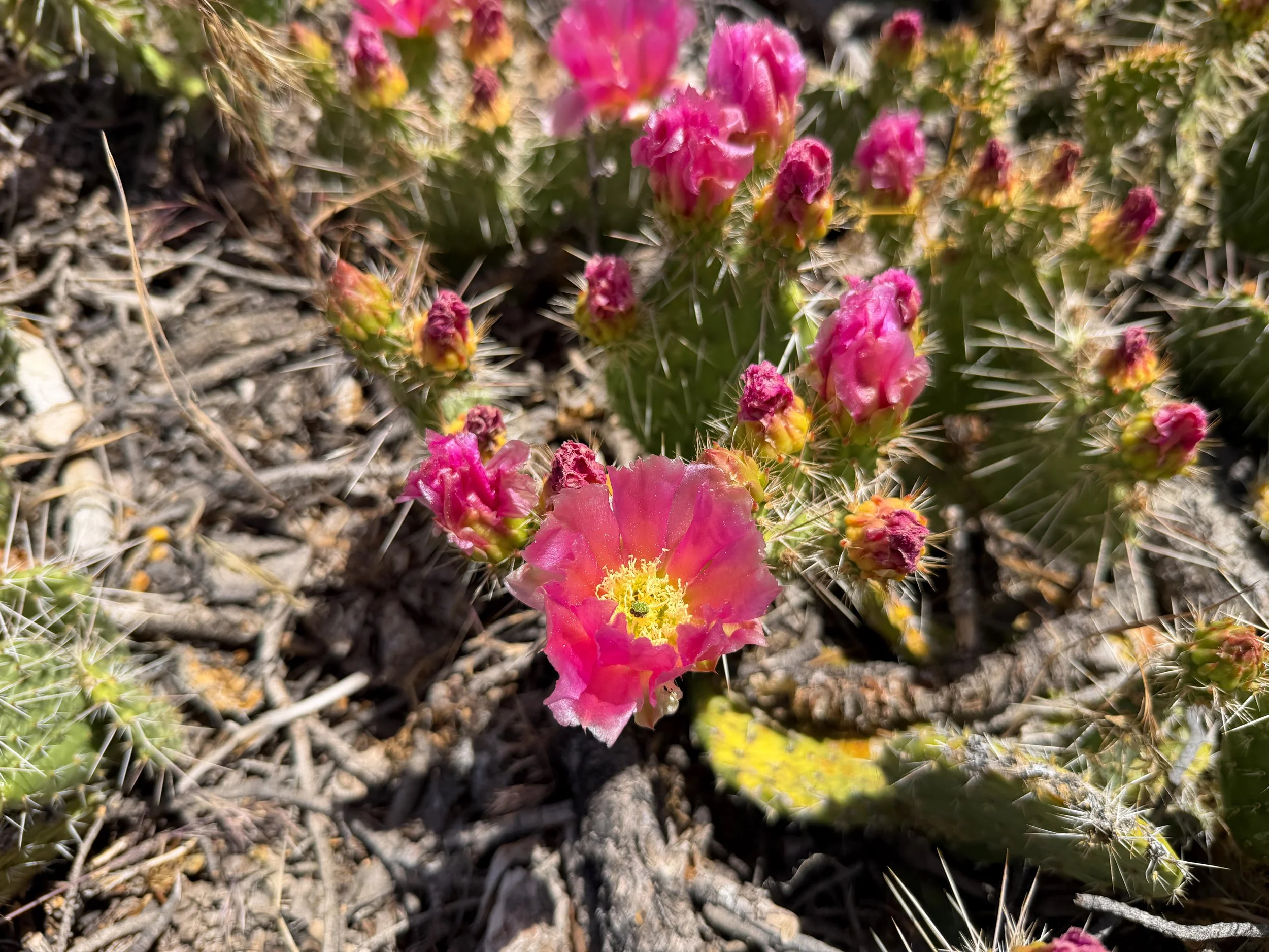 Pink Plains Pricklypear Opuntia polyacantha