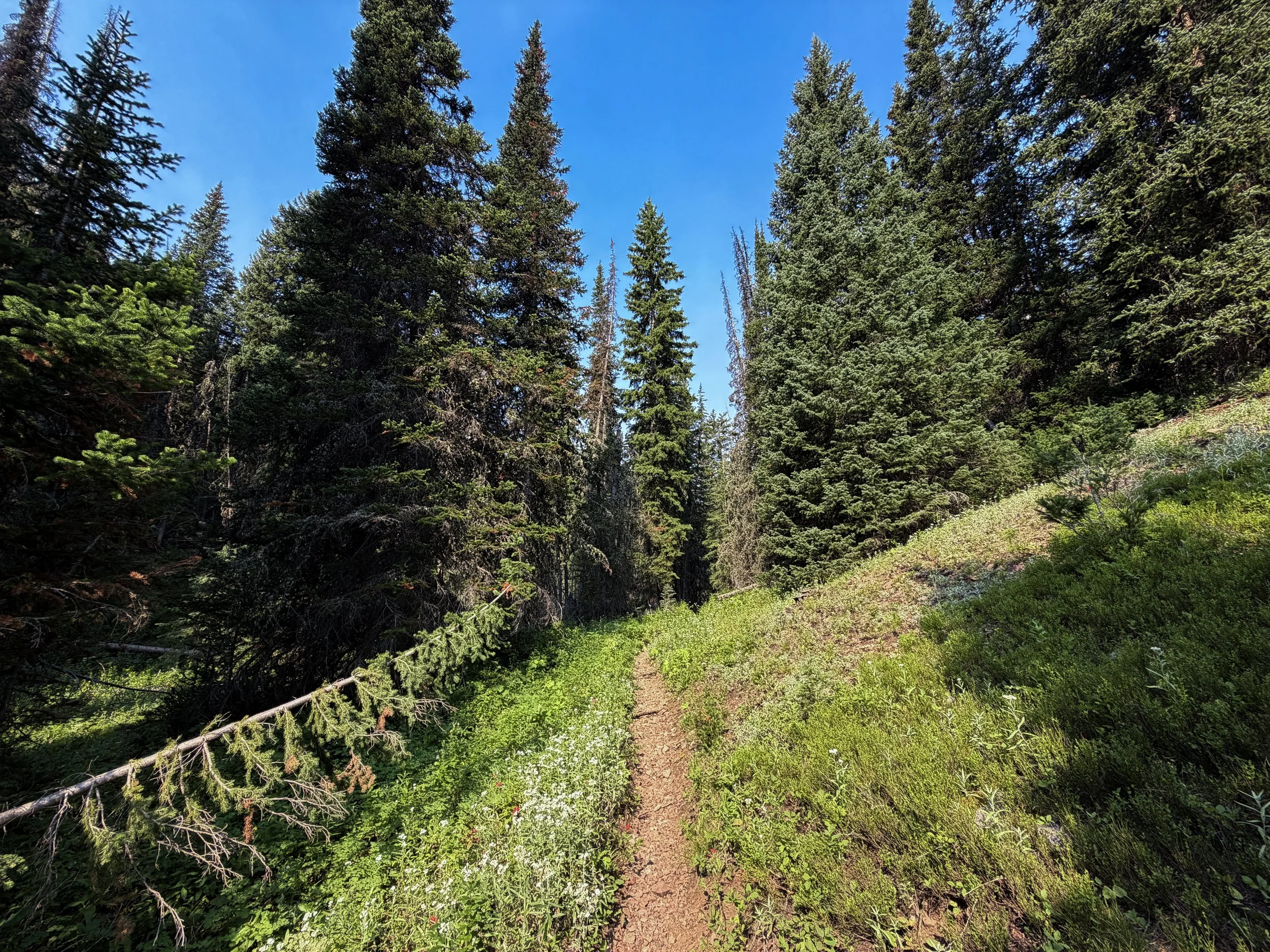 East Rosebud Trail The Beaten Path Beartooth Mountains Montana