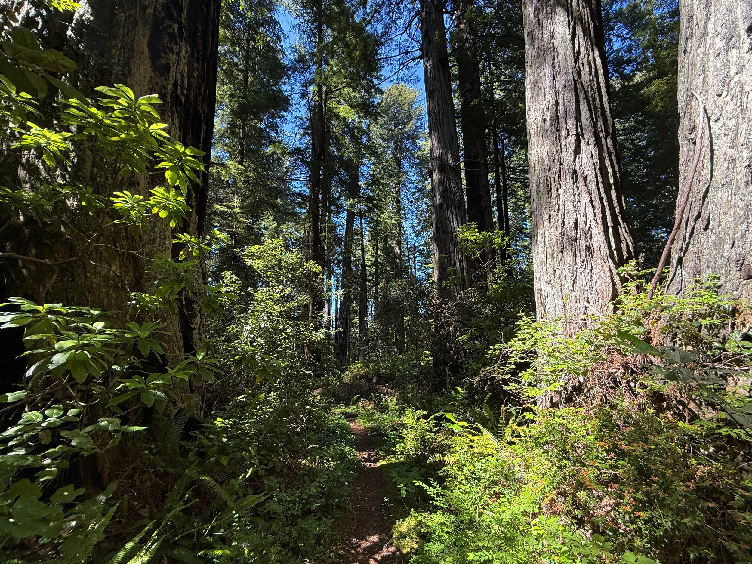 Hope Creek Trail Prairie Creek Redwoods State Park California