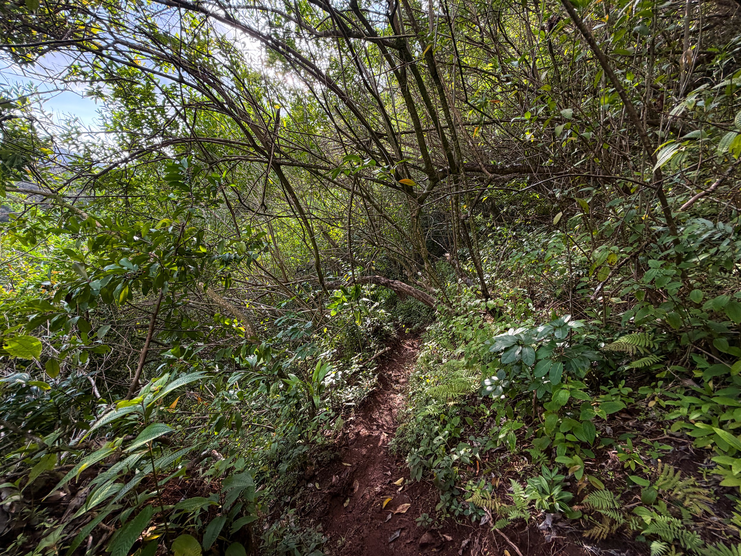 Kaau Crater Trail Oahu Hawaii