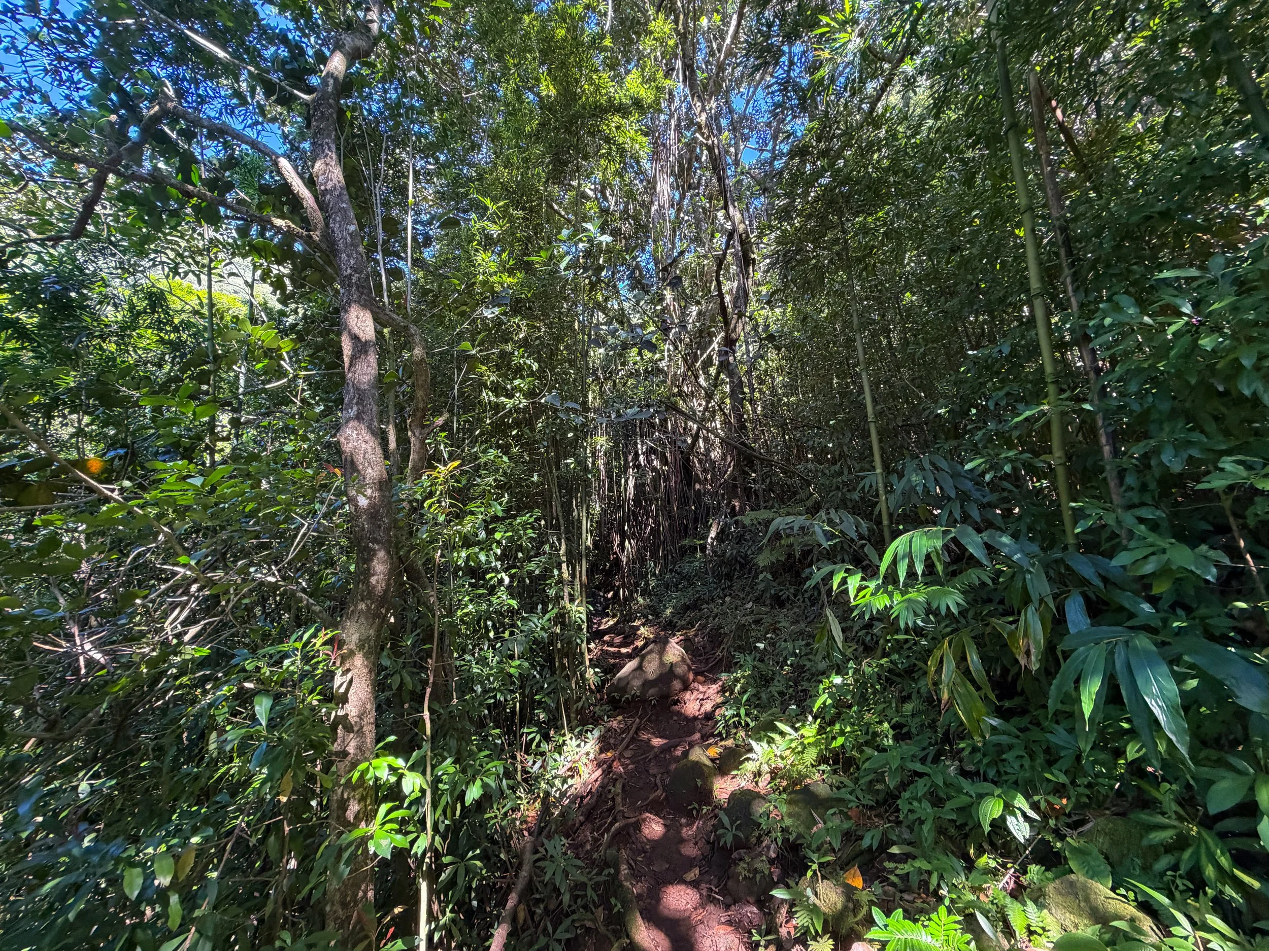 Aihualama Trail to Pauoa Flats Trail Oahu Hawaii