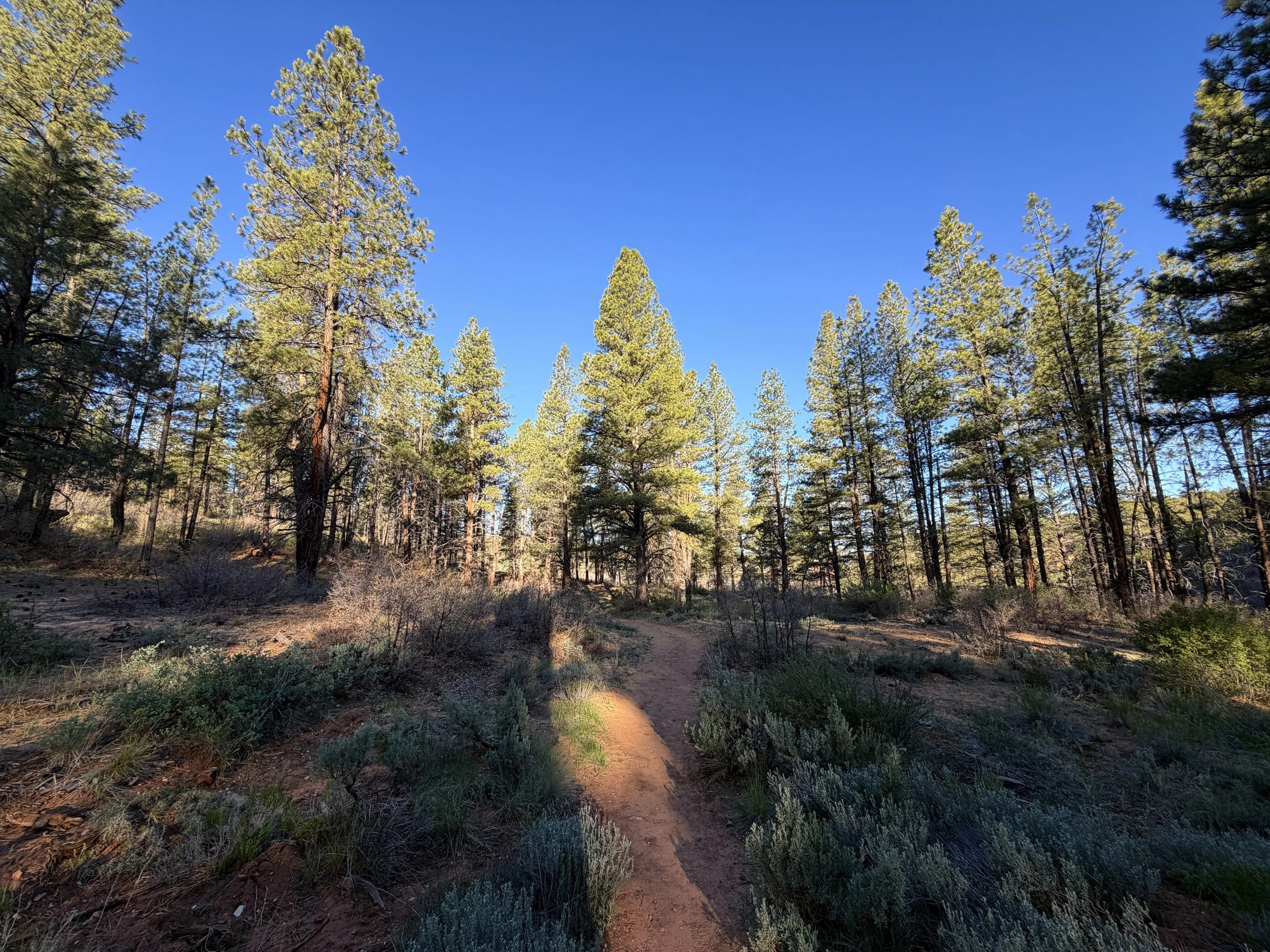 Deertrap Mountain Trail Zion National Park Utah