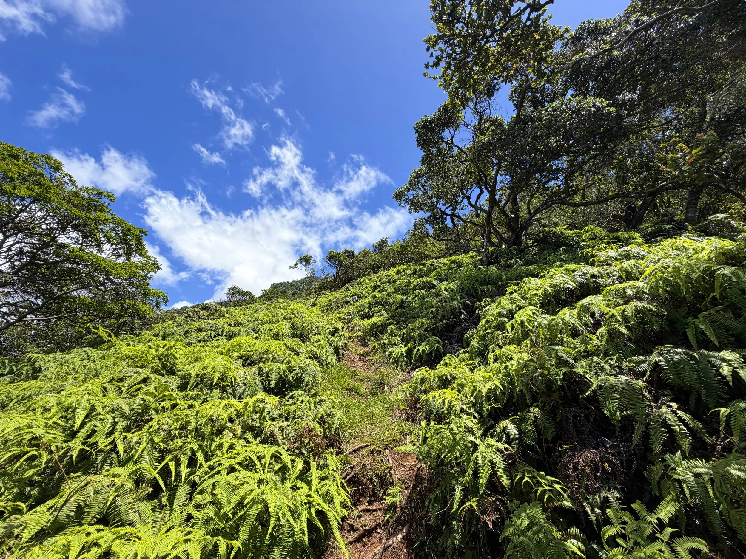 Moanalua Valley Trail to Tripler Ridge Trail Oahu Hawaii