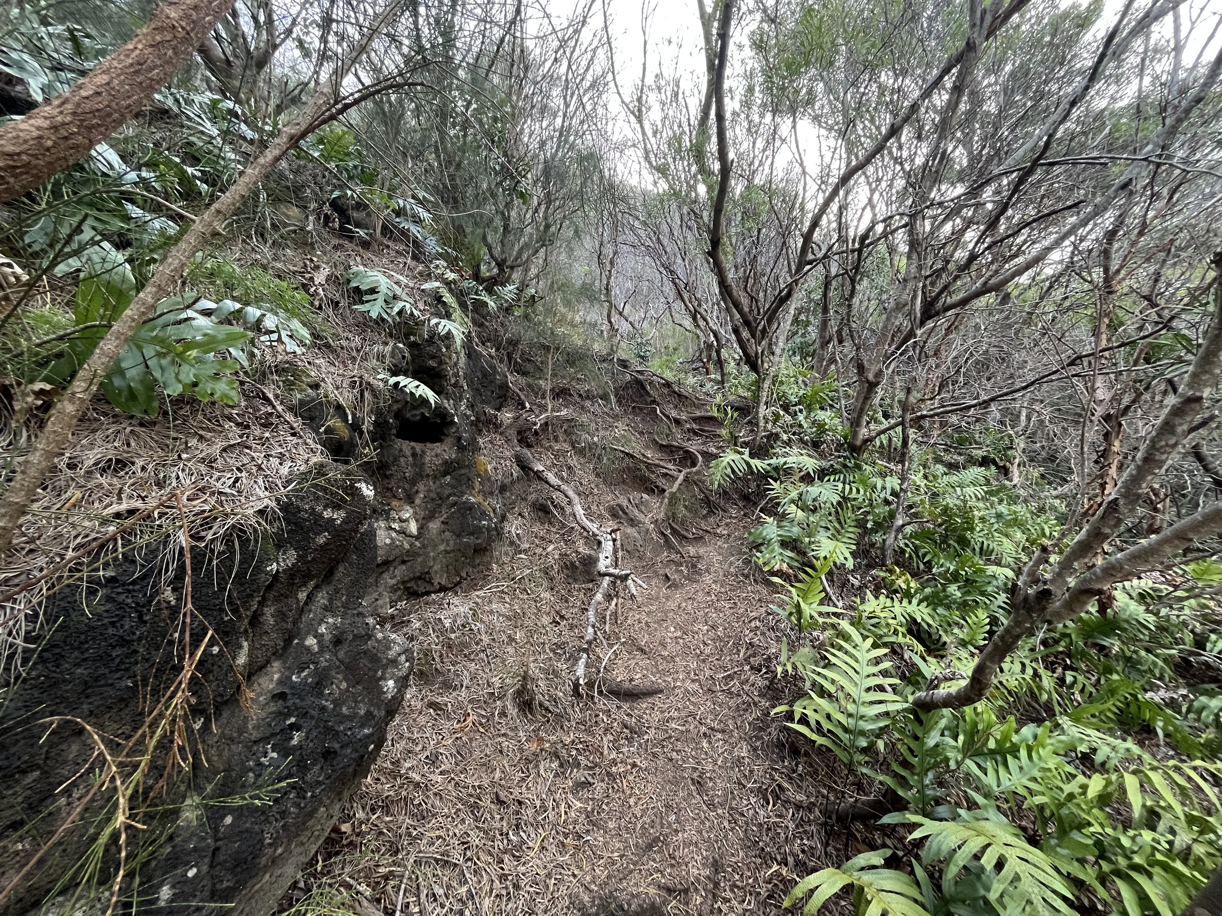 Hiking the Puʻu ʻO Kona Trail via Kuliʻouʻou Valley on Oʻahu — noahawaii