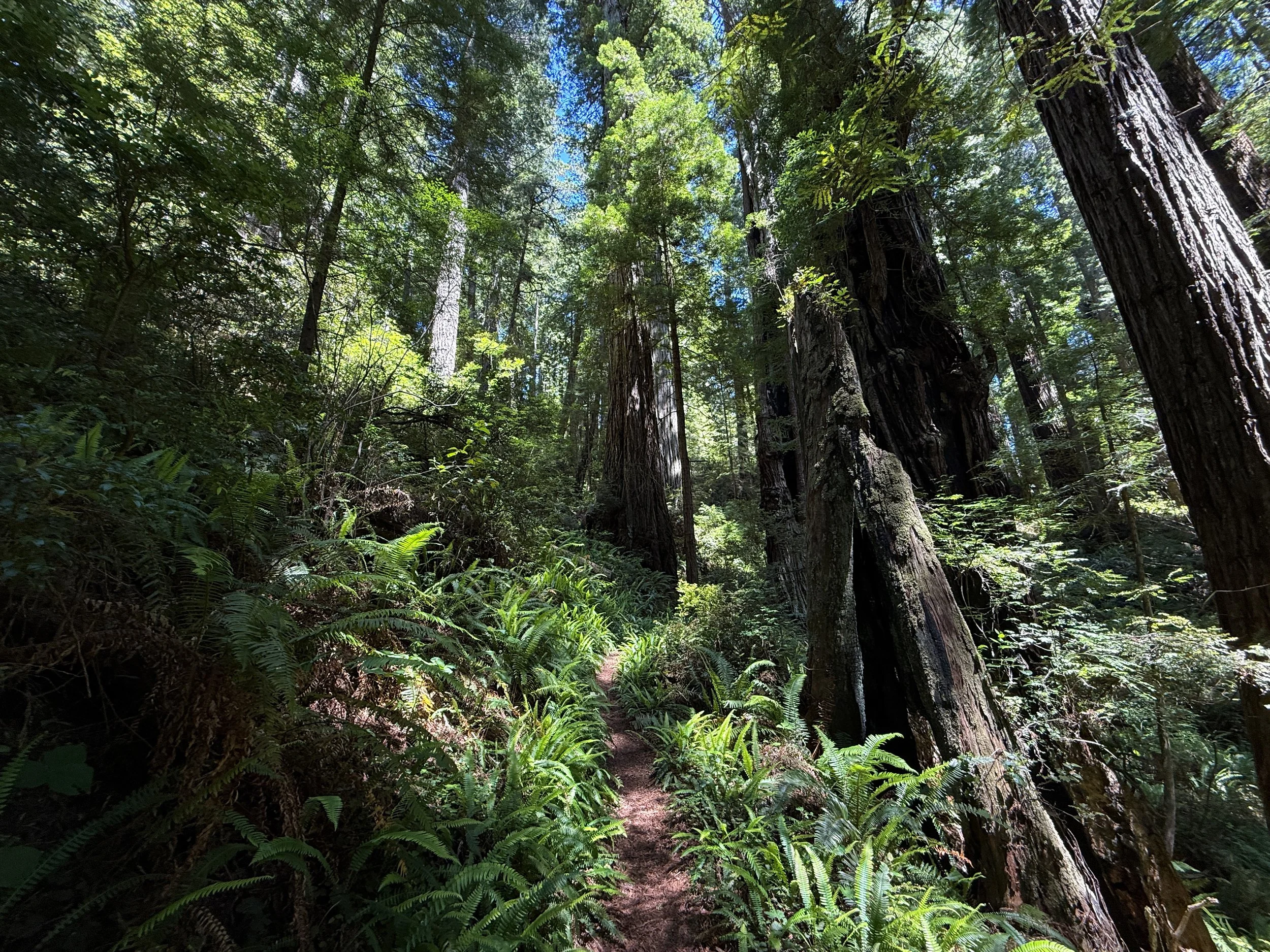 Ten Taypo–Hope Creek Loop Trail Prairie Creek Redwoods State Park California