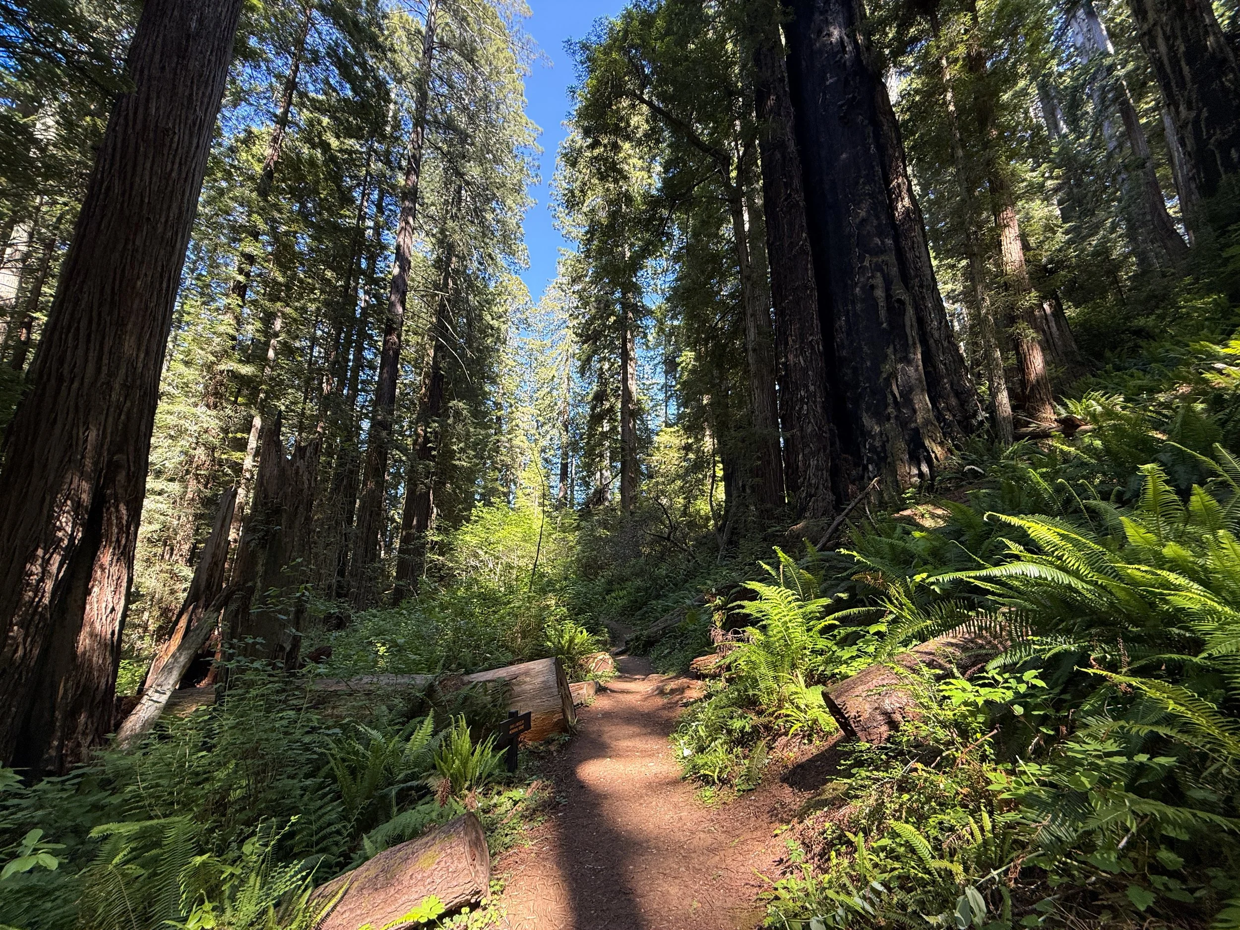 Ah-Pah Interpretive Trail Prairie Creek Redwoods State Park California