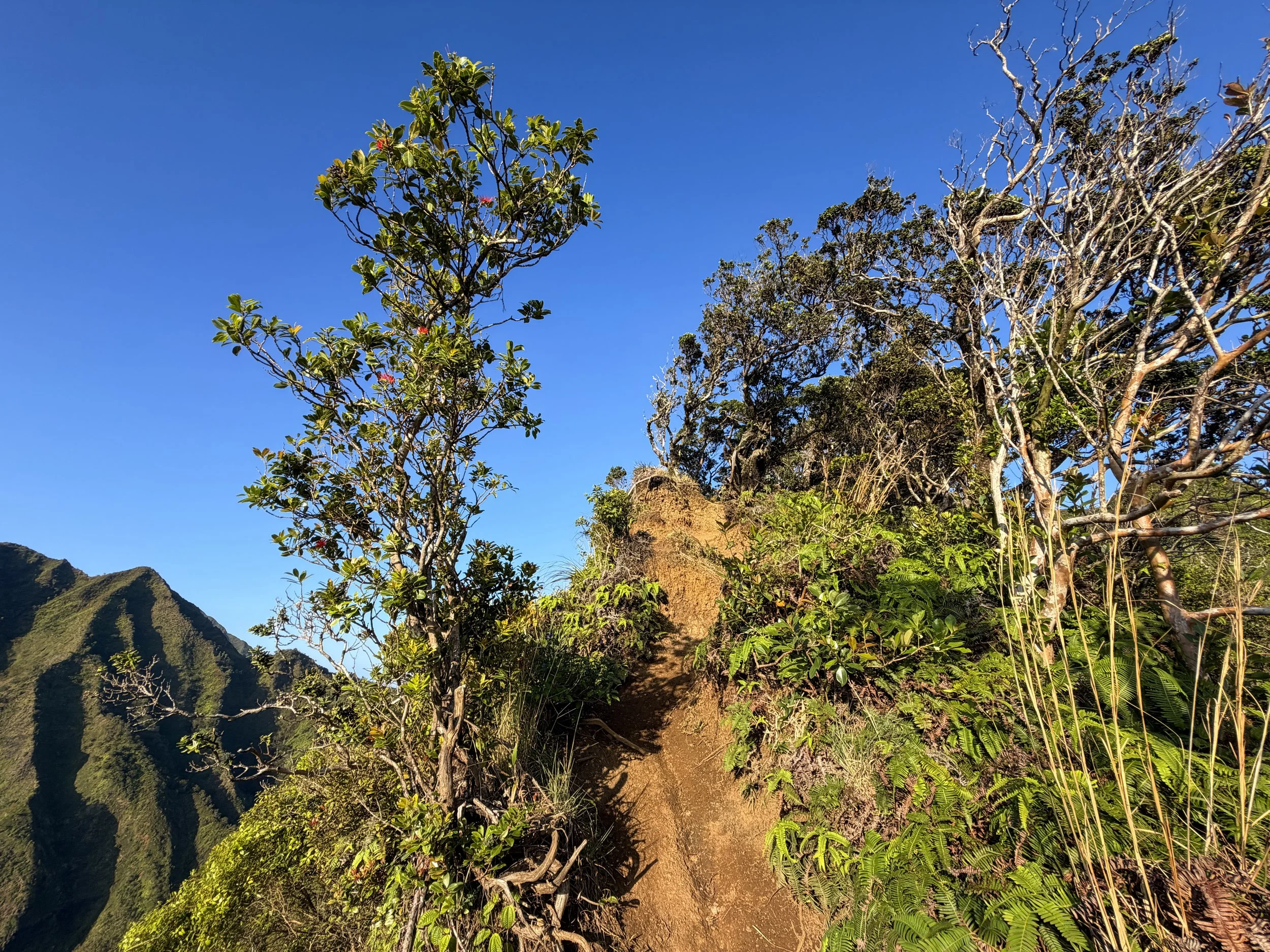 Moanalua Middle Ridge Hike Oahu Hawaii