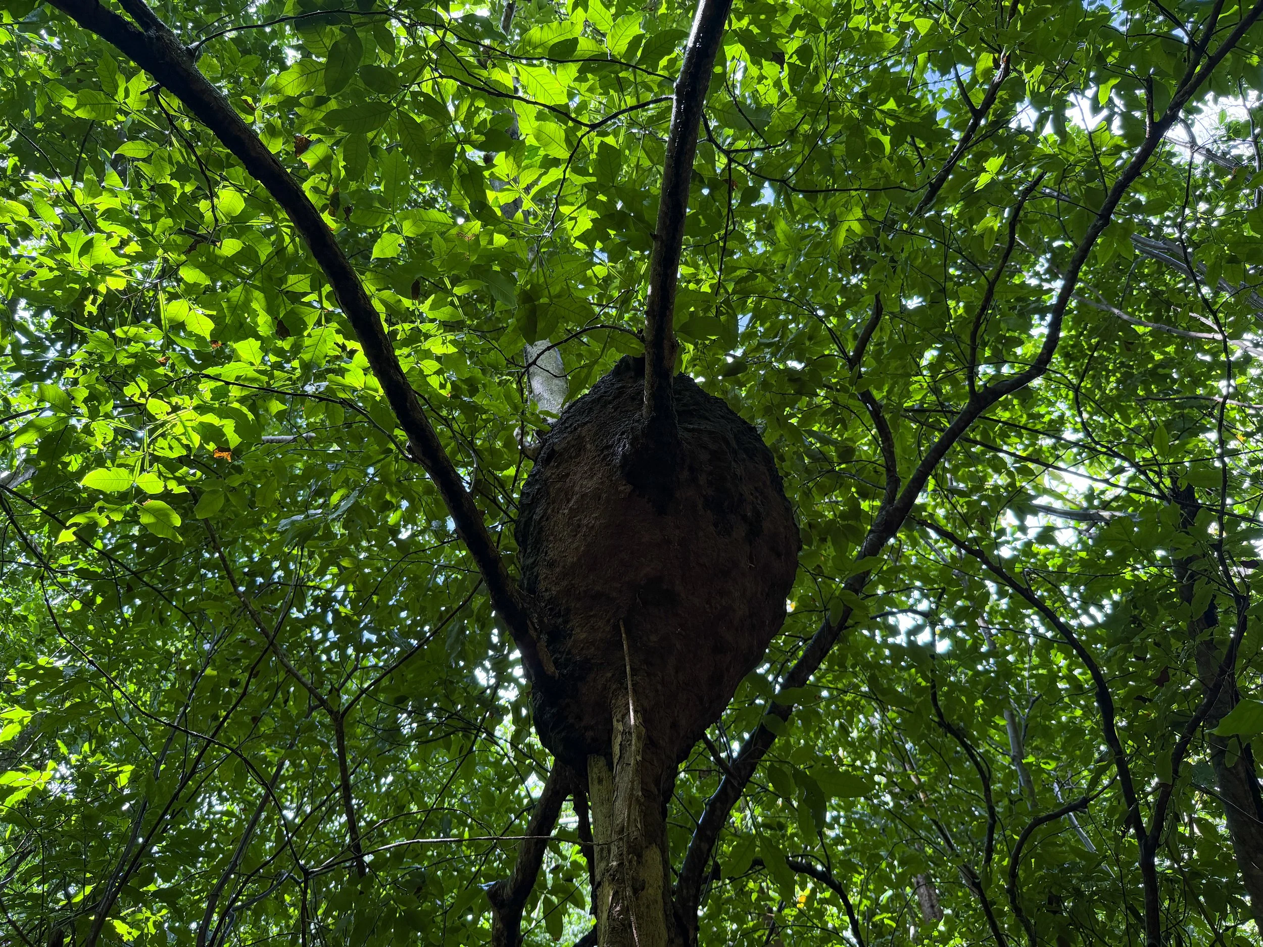 Arboreal Termites Nest Nasutitermes corniger