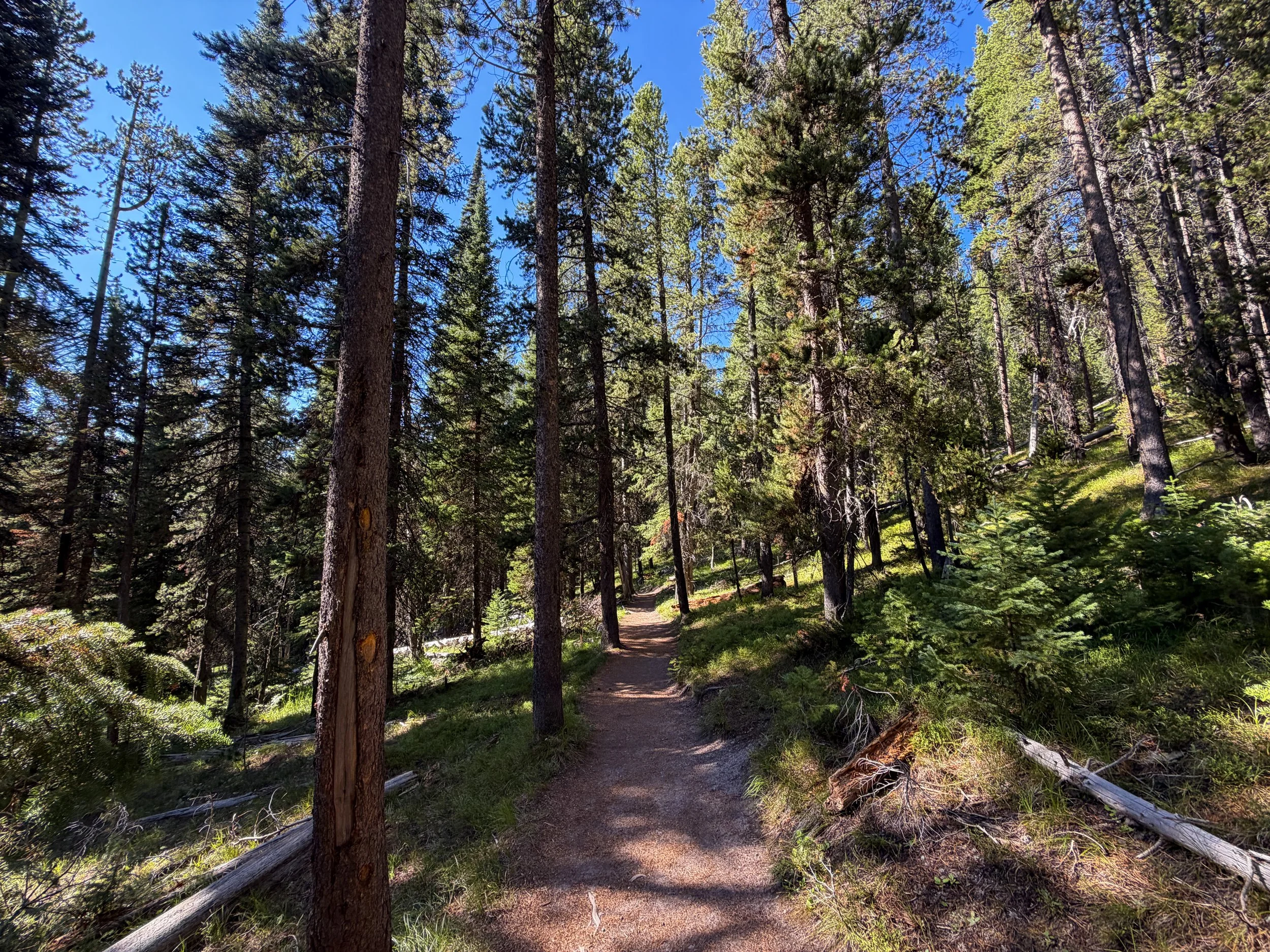 Observation Point Trail Yellowstone National Park Wyoming