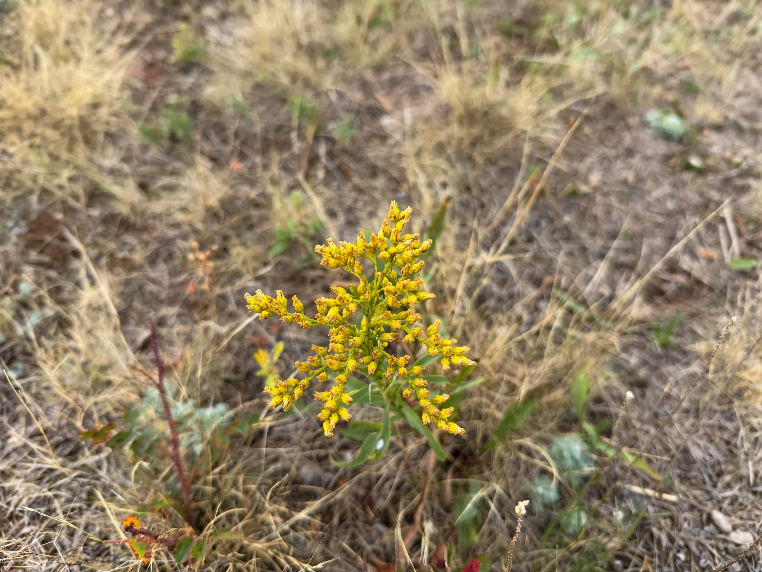 Missouri Goldenrod Solidago missouriensis