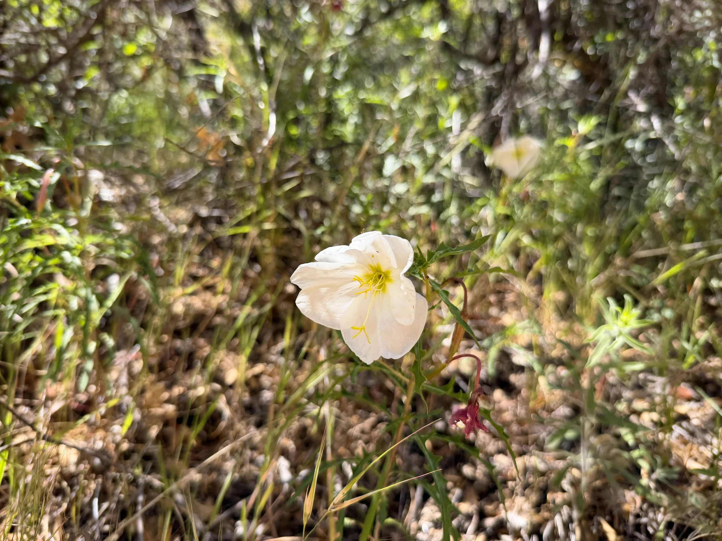 Pale Evening Primrose Oenothera pallida