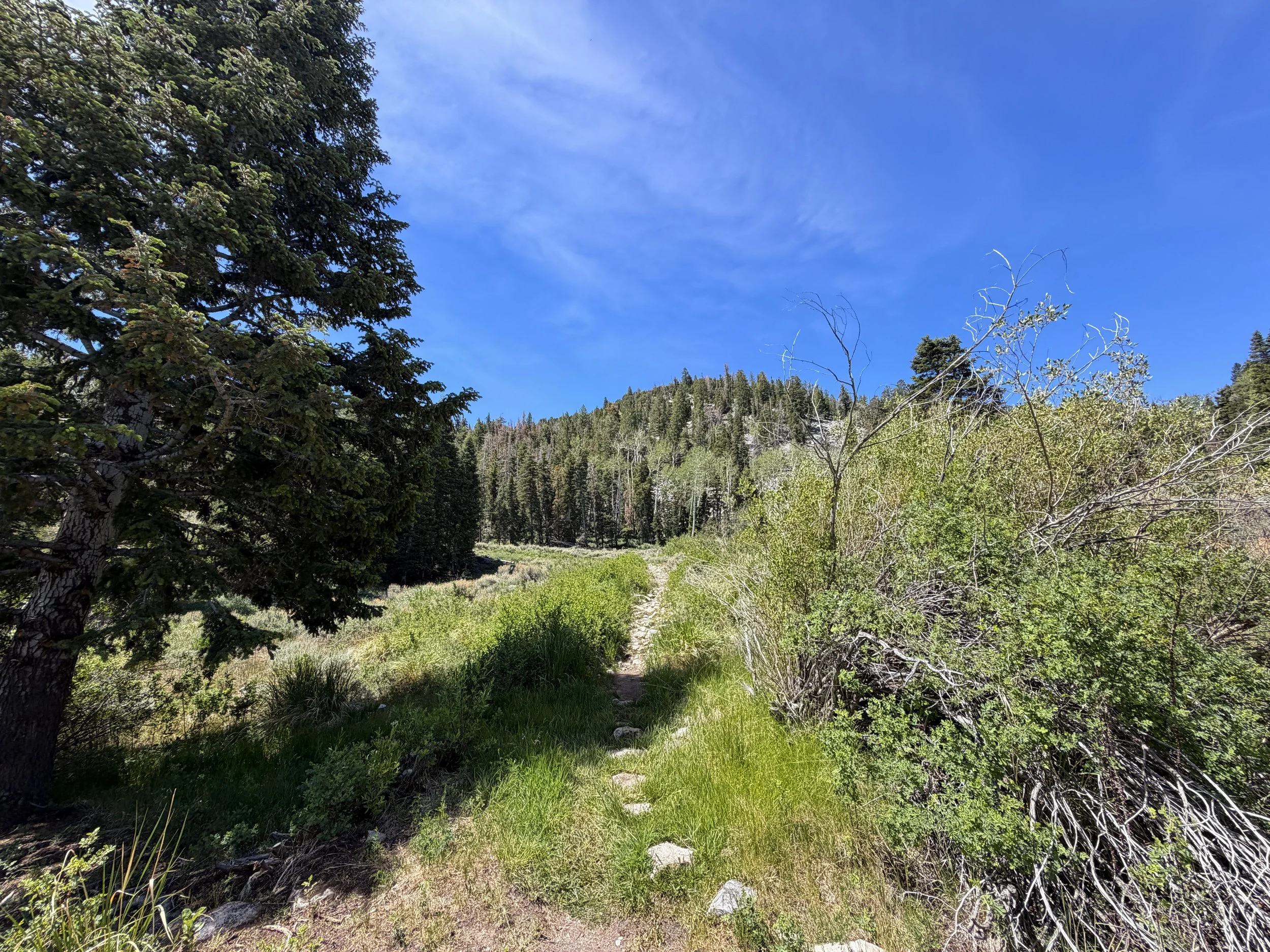 Timber Creek Loop Trail Great Basin National Park Nevada