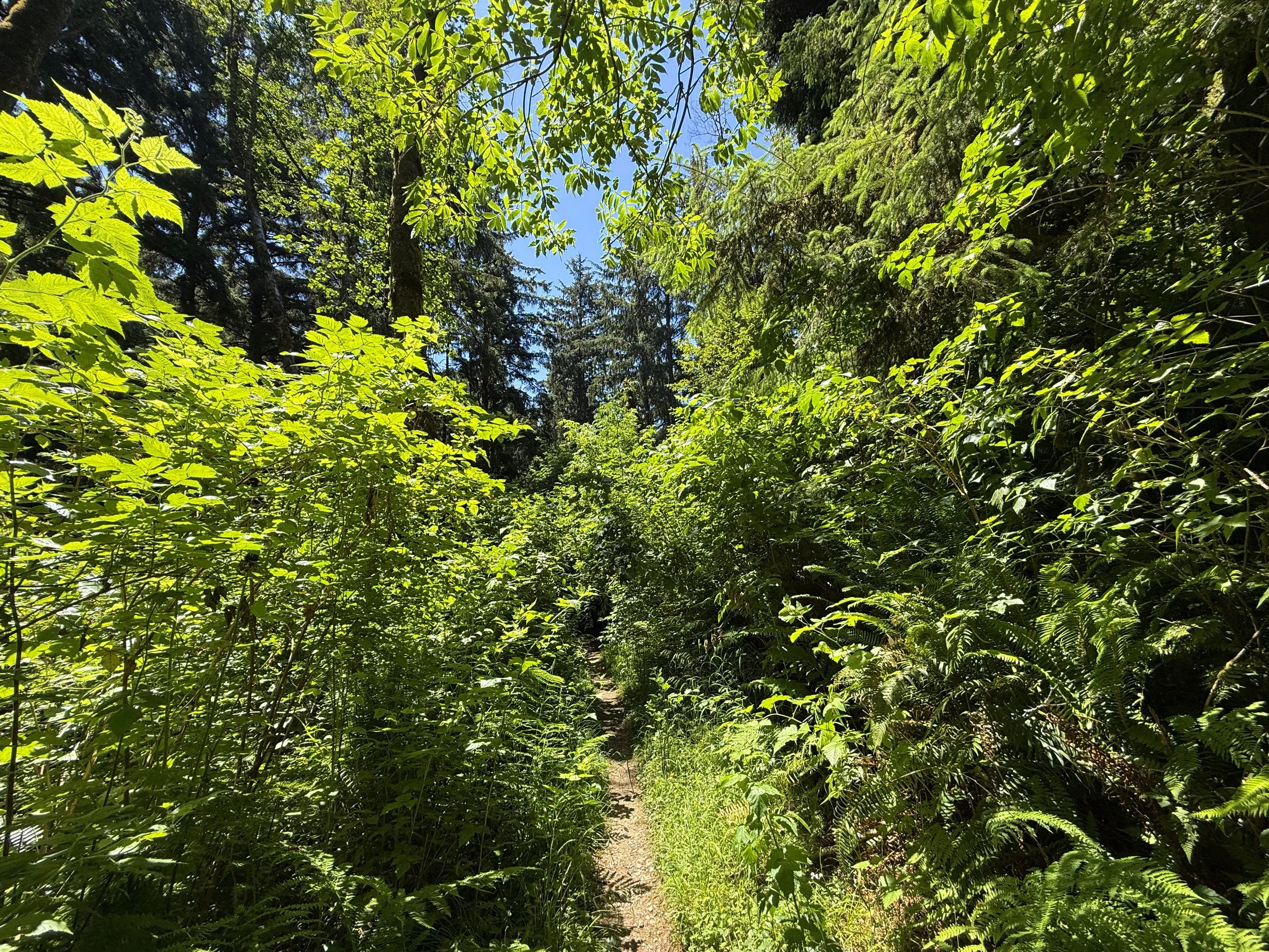 Ossagon Trail Prairie Creek Redwoods State Park California