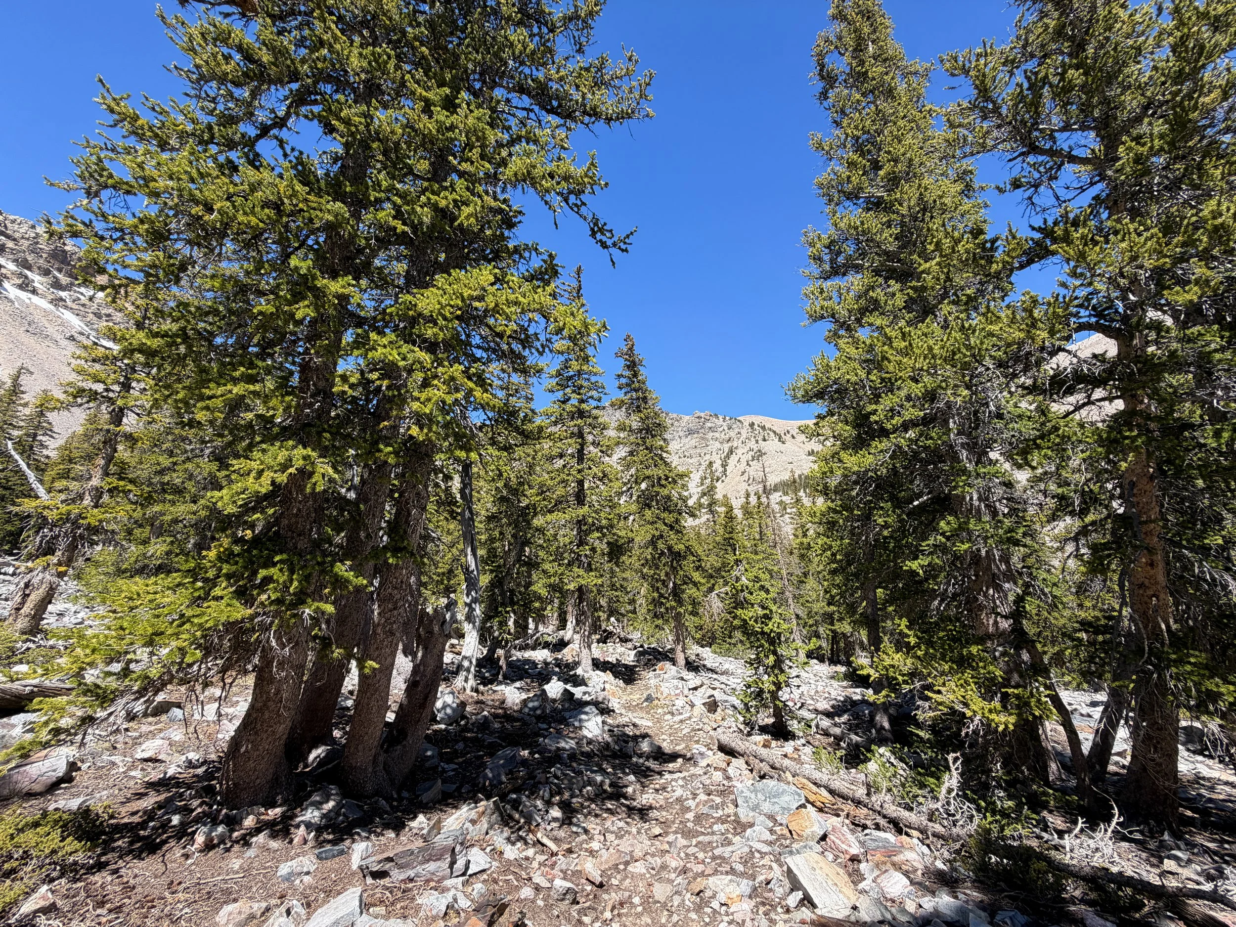 Baker Lake Trail Great Basin National Park Nevada