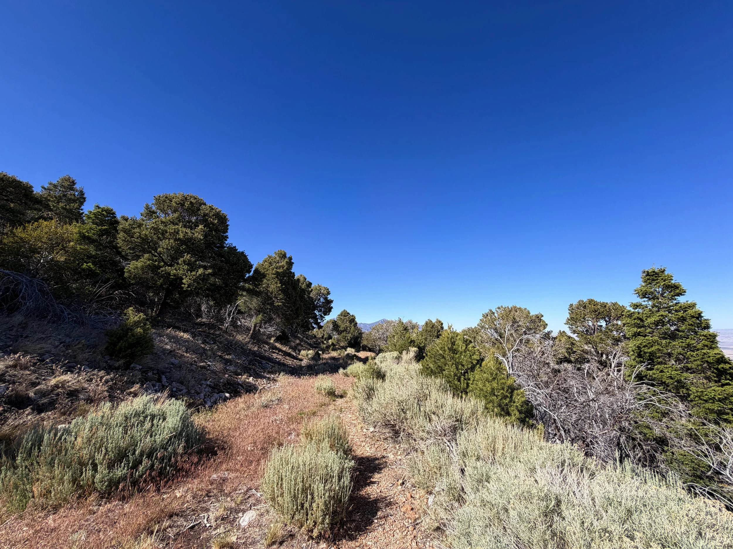 Osceola Ditch Trail Great Basin National Park Nevada