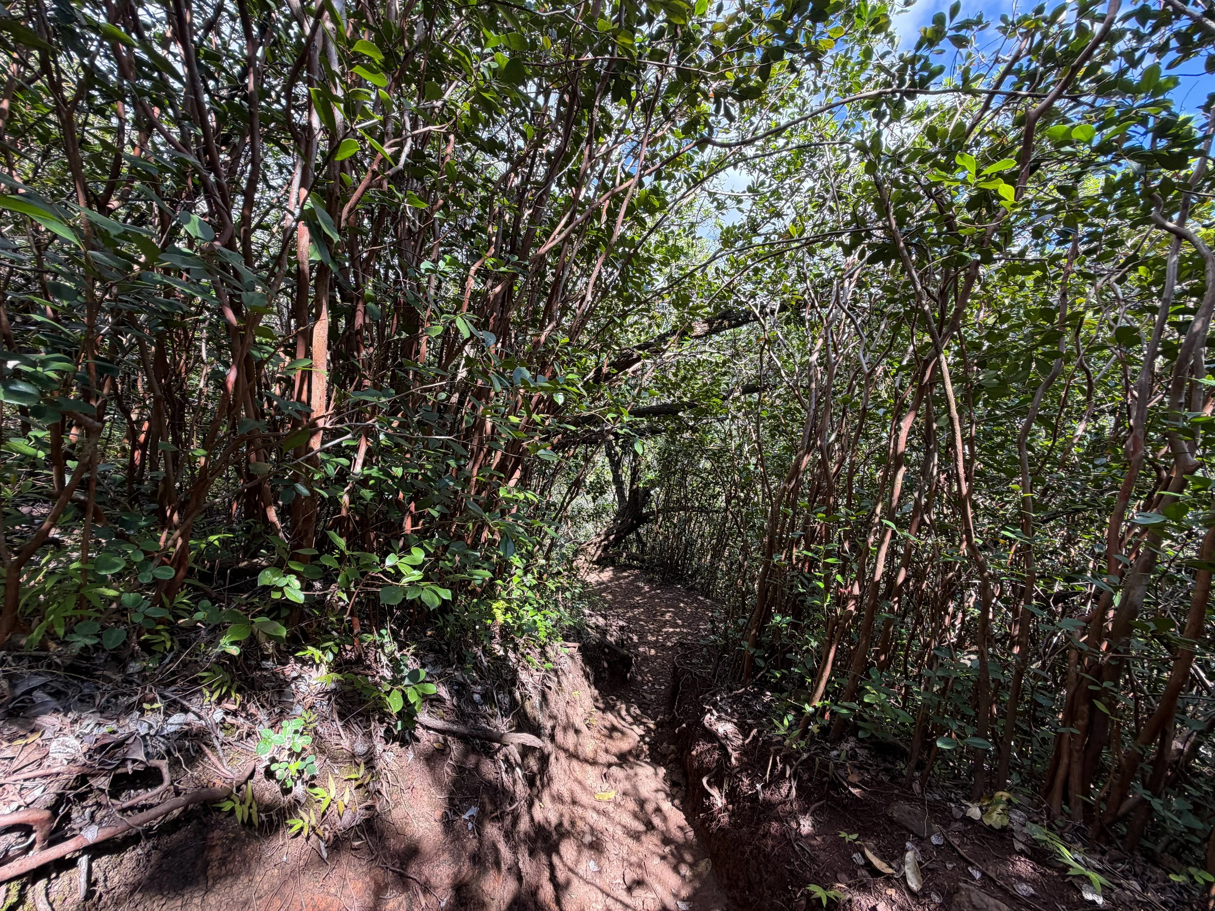 Waimano Pools Hike Oahu Hawaii