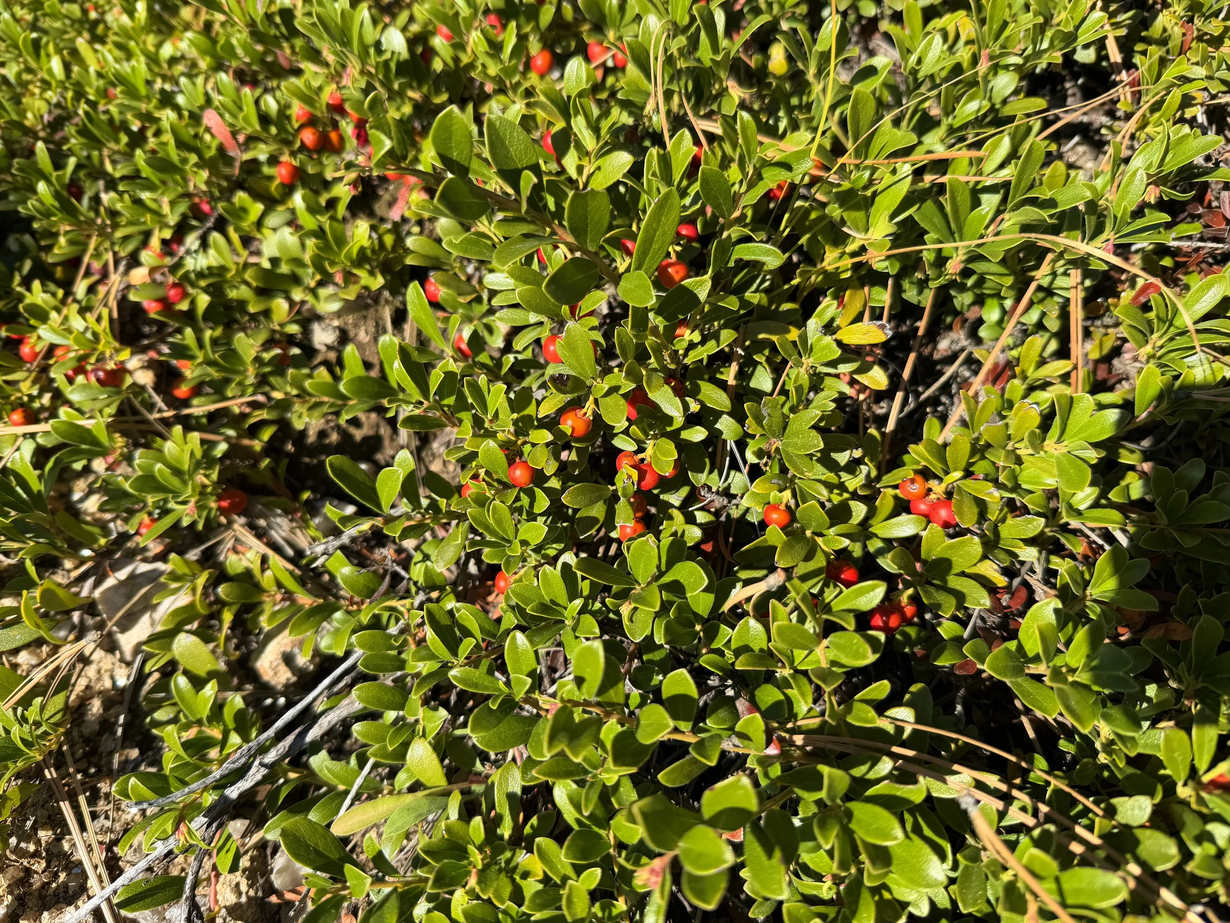 Kinnikinnick Arctostaphylos uva-ursi