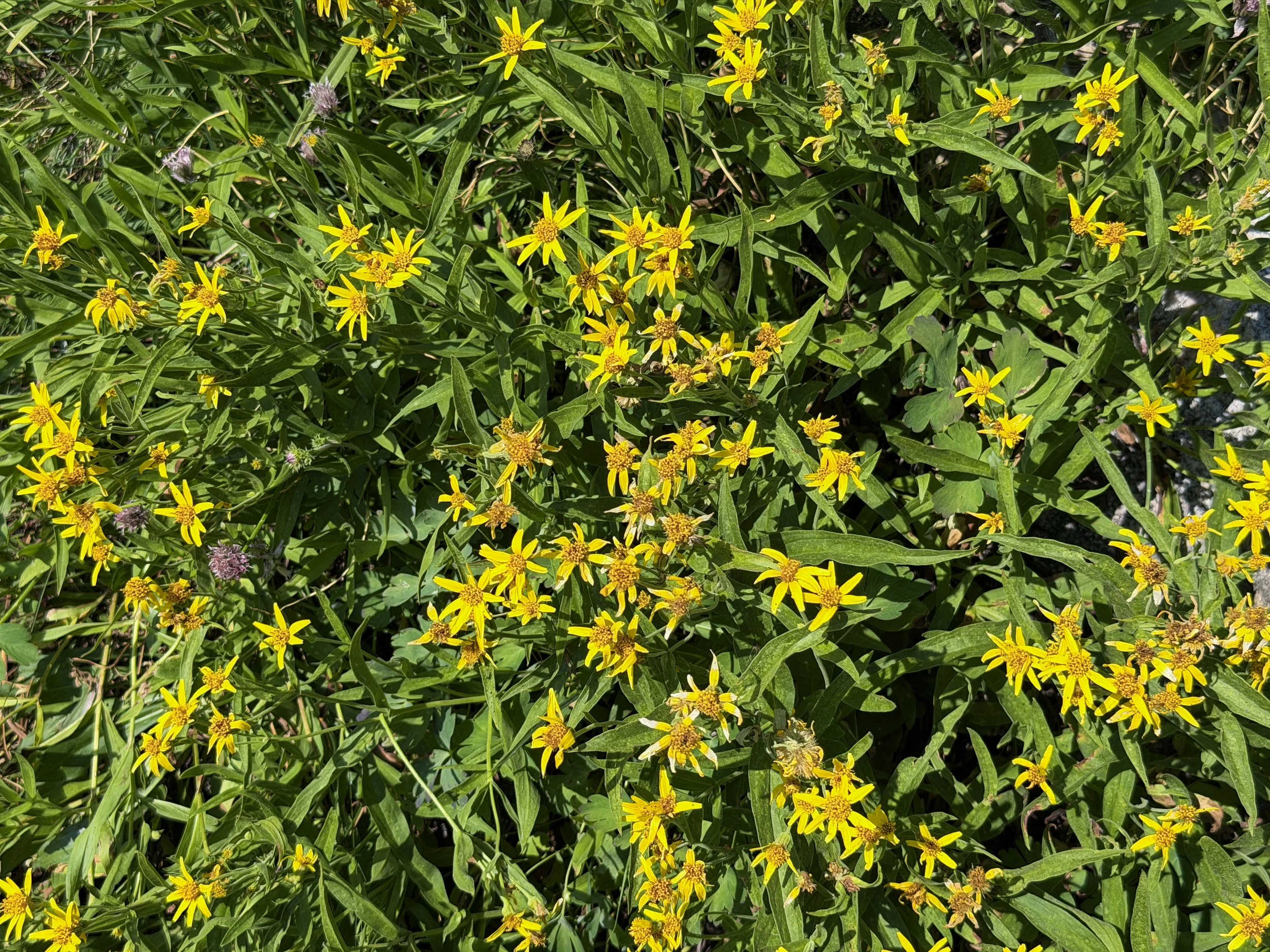 Longleaf Arnica longifolia