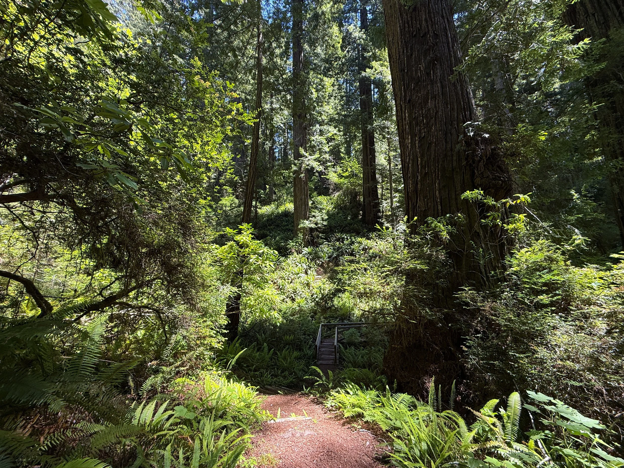 Hope Creek–Ten Taypo Loop Trail Prairie Creek Redwoods State Park California