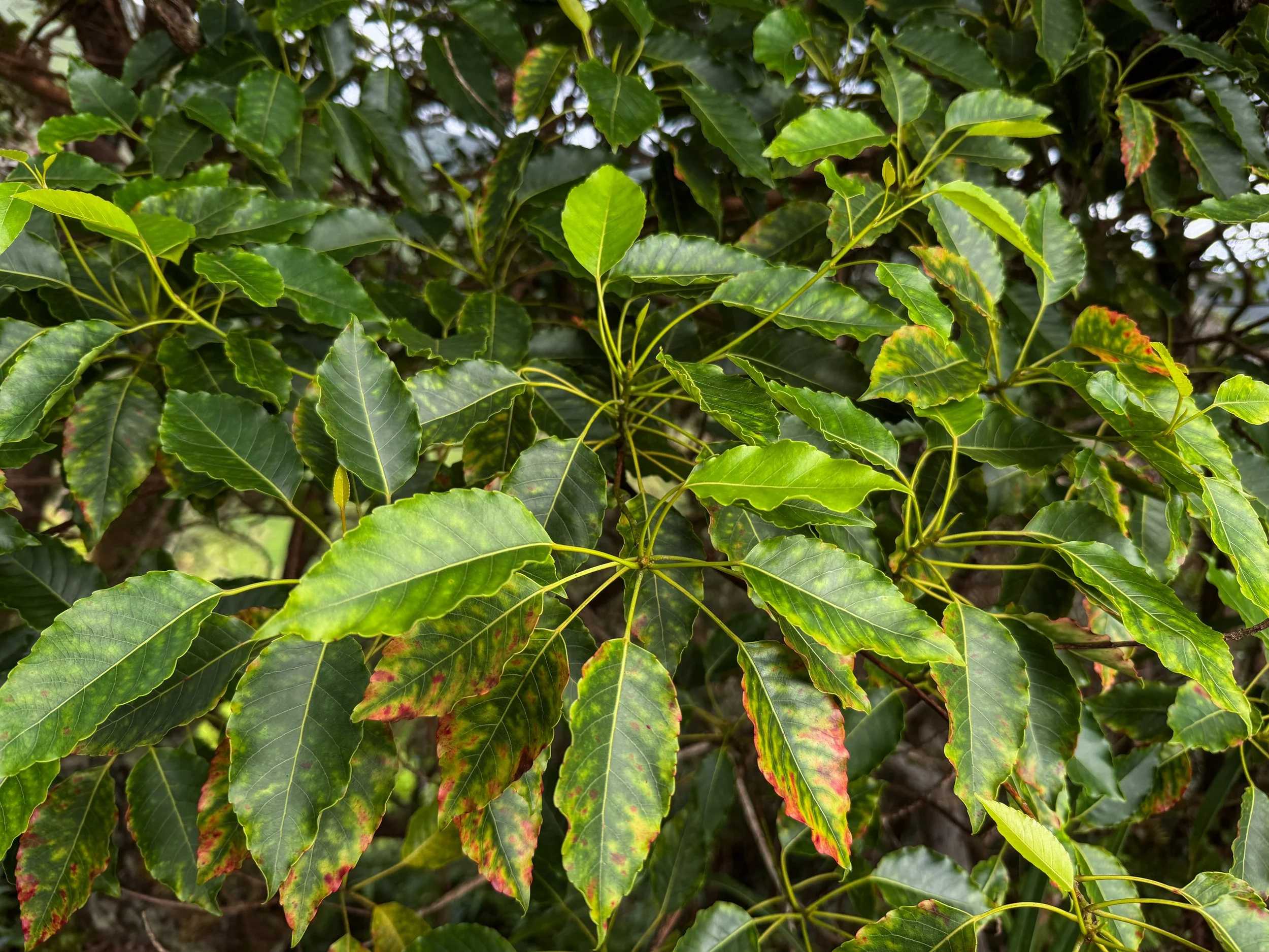 Kalia Elaeocarpus bifidus