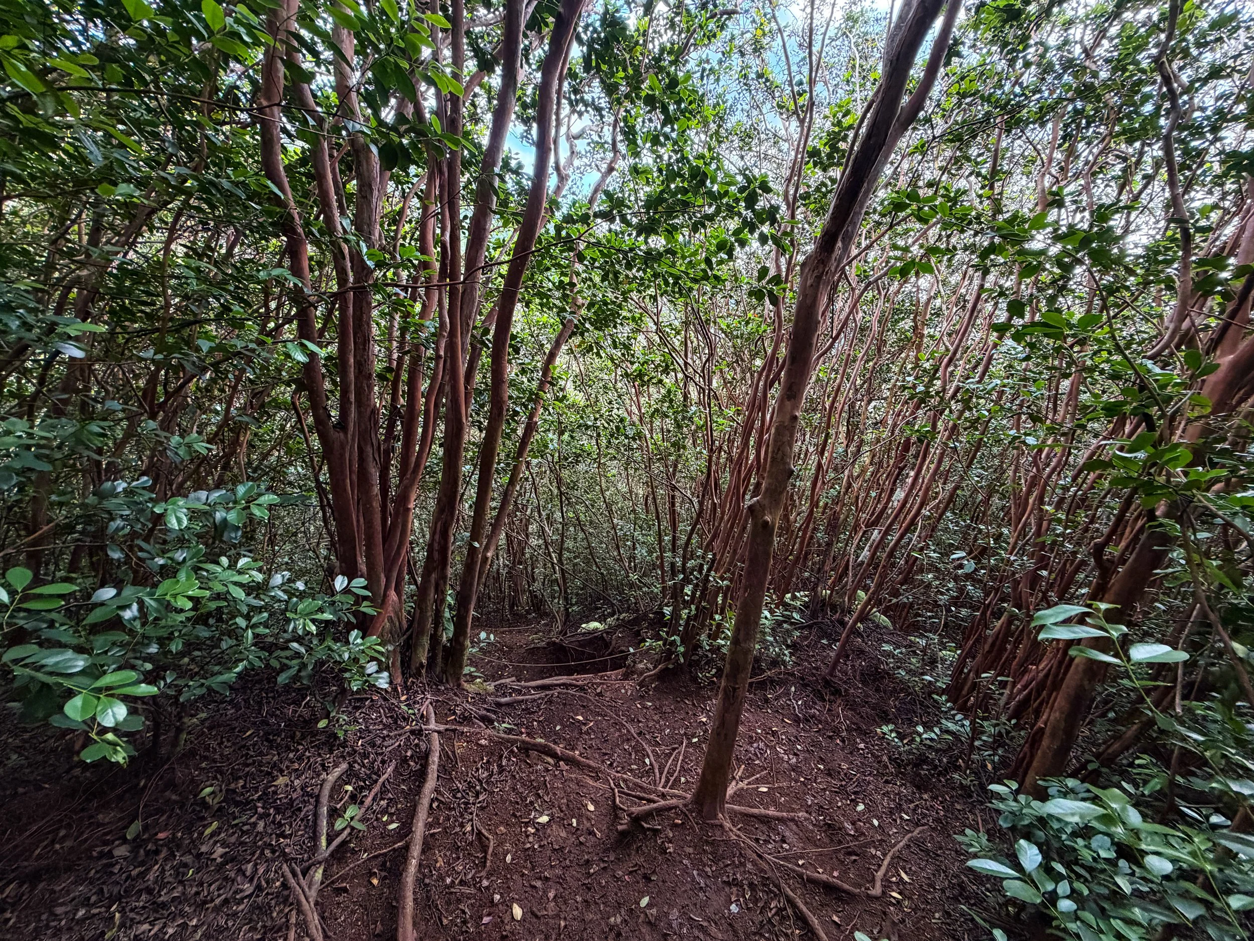 Kaau Crater Trail Oahu Hawaii