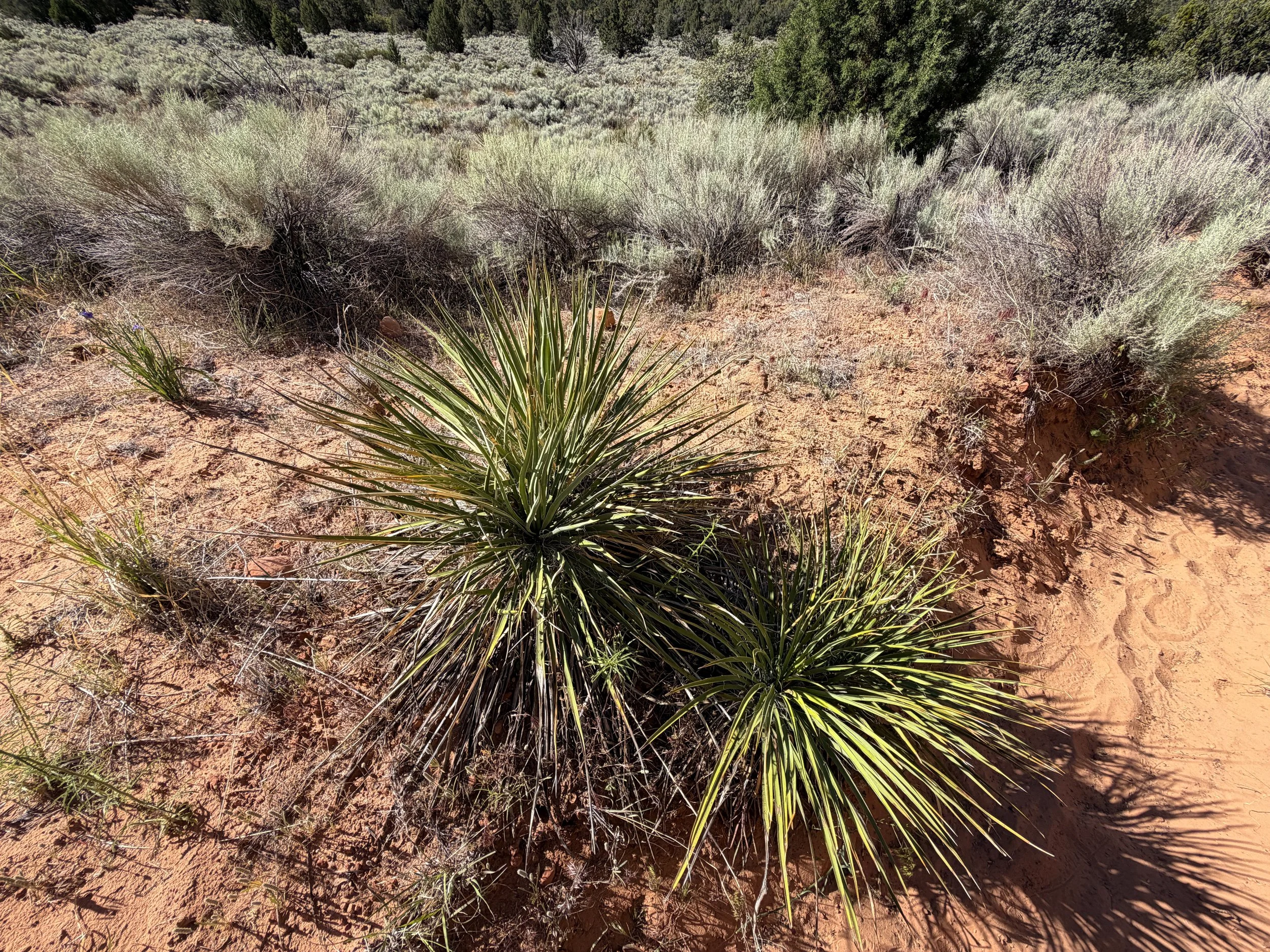 Yucca species Sand Bench Trail Zion National Park Utah