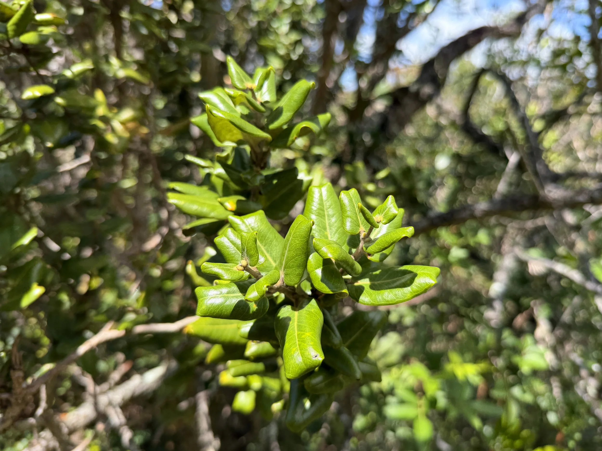 Ohia lehua Metrosideros polymorpha