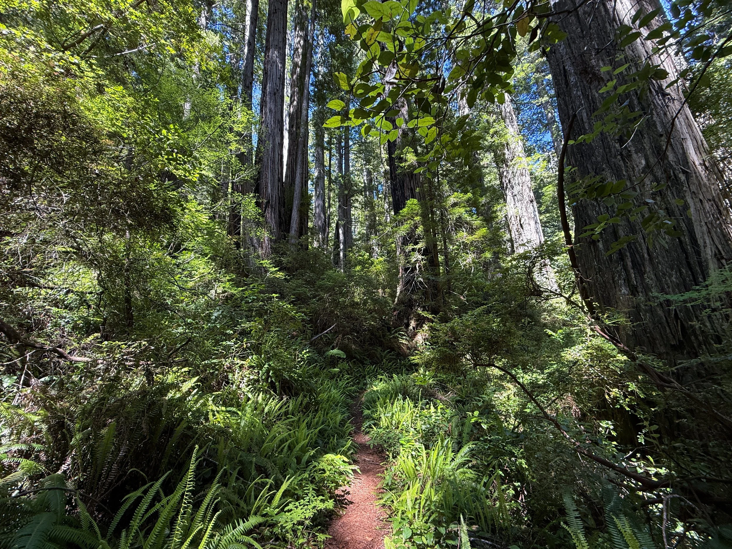 Ten Taypo Trail Prairie Creek Redwoods State Park California