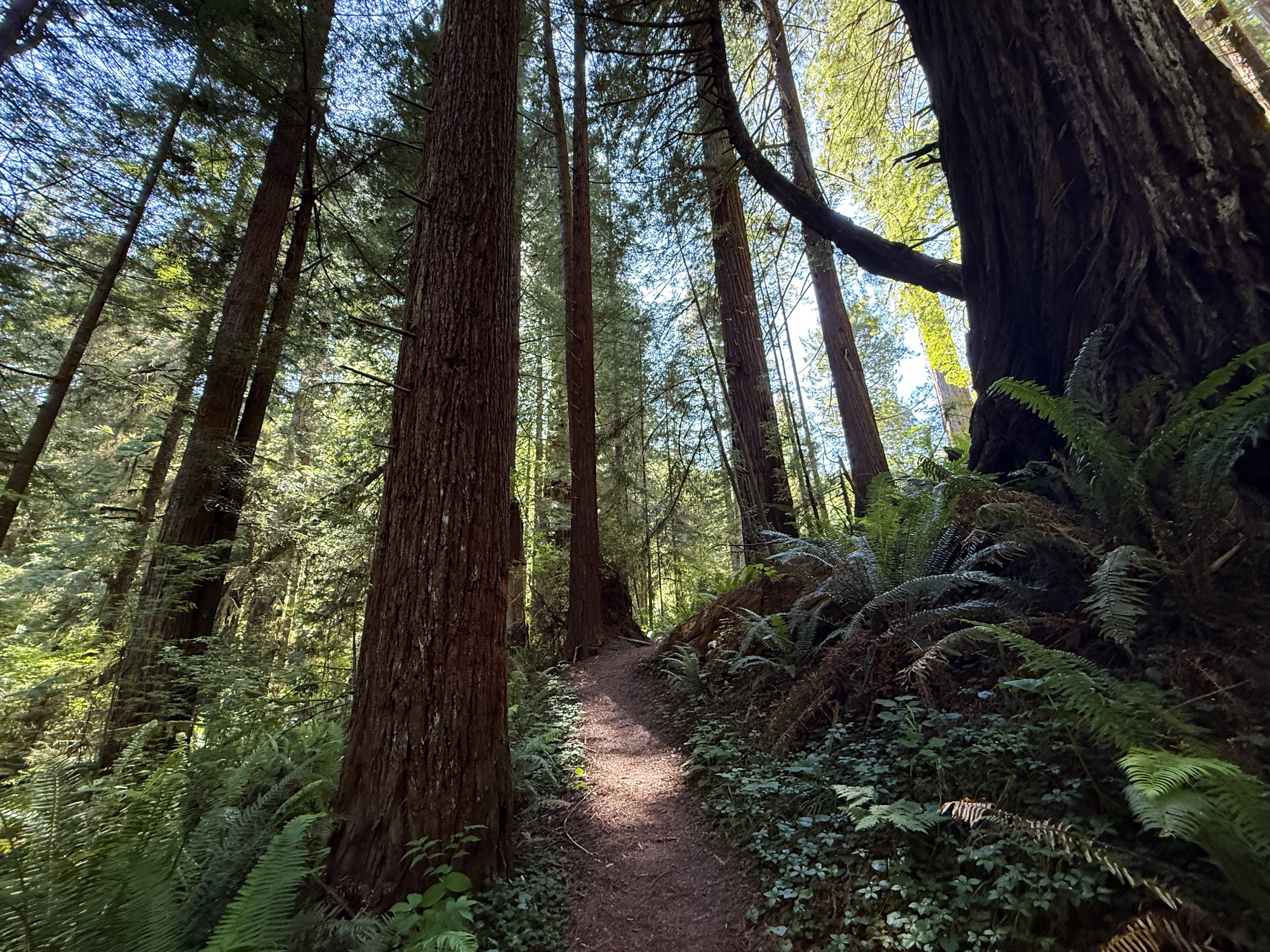 Moorman Pond Trail Prairie Creek Redwoods State Park California