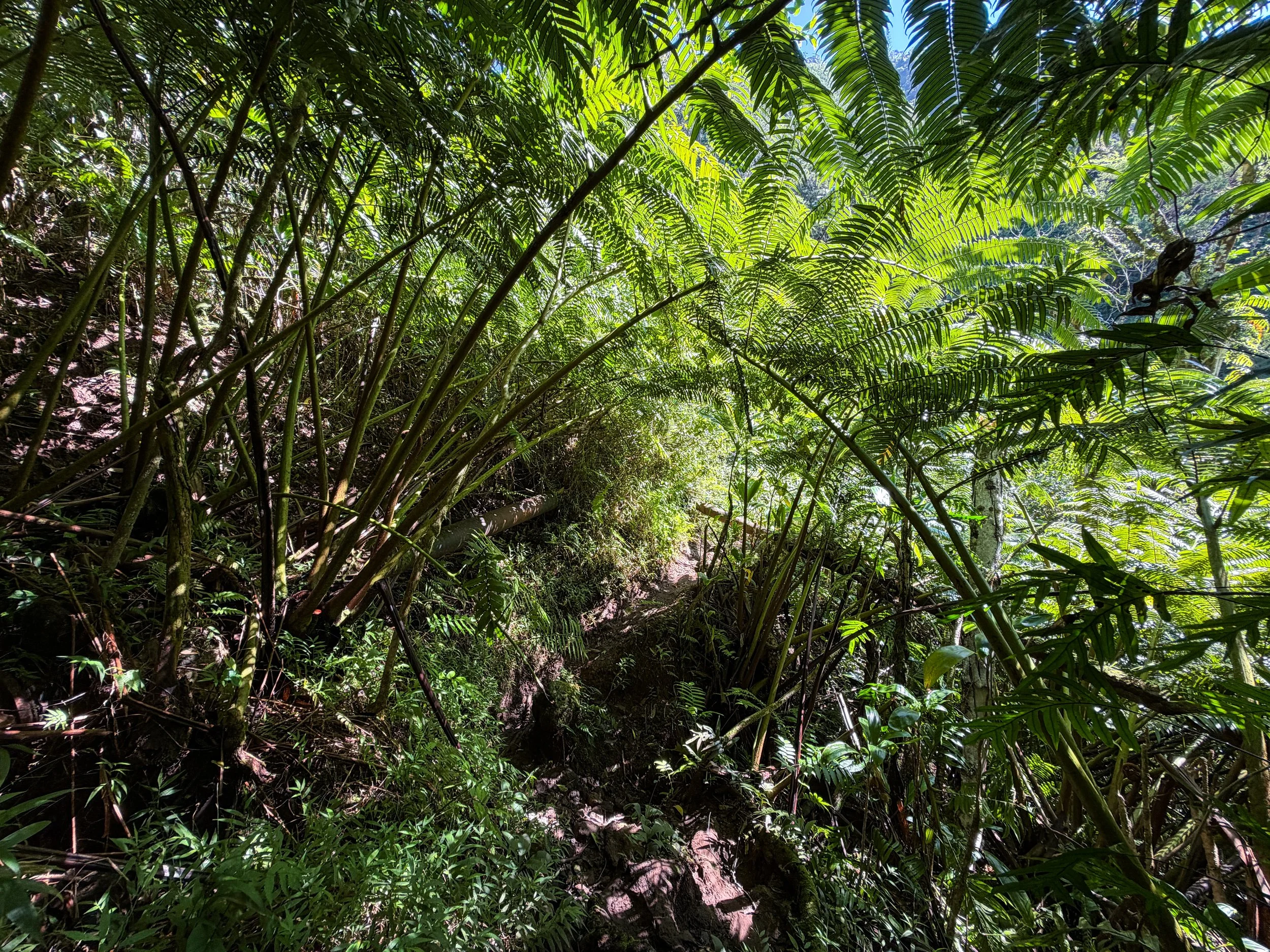Kaau Crater Trail Oahu Hawaii