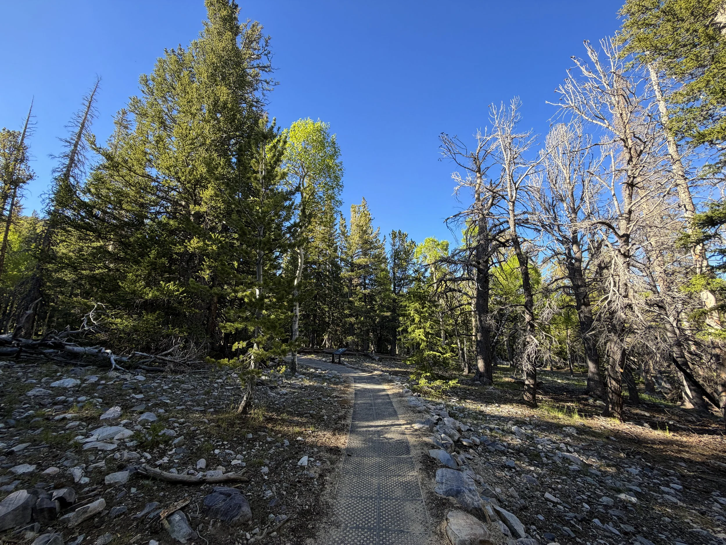 Island Forest Loop Trail Great Basin National Park Nevada