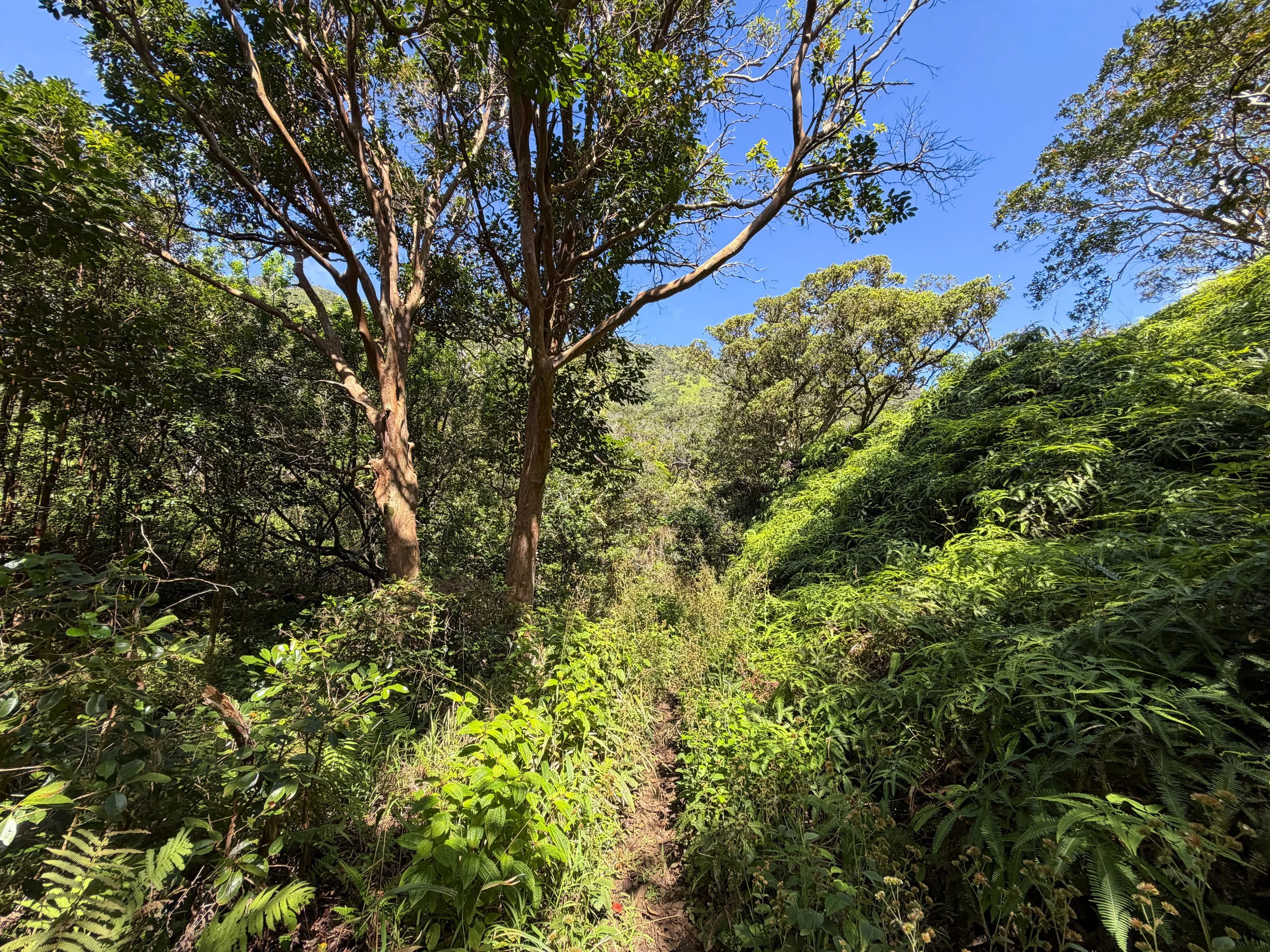 Kulanaahane Hike to Moanalua Saddle Oahu Hawaii