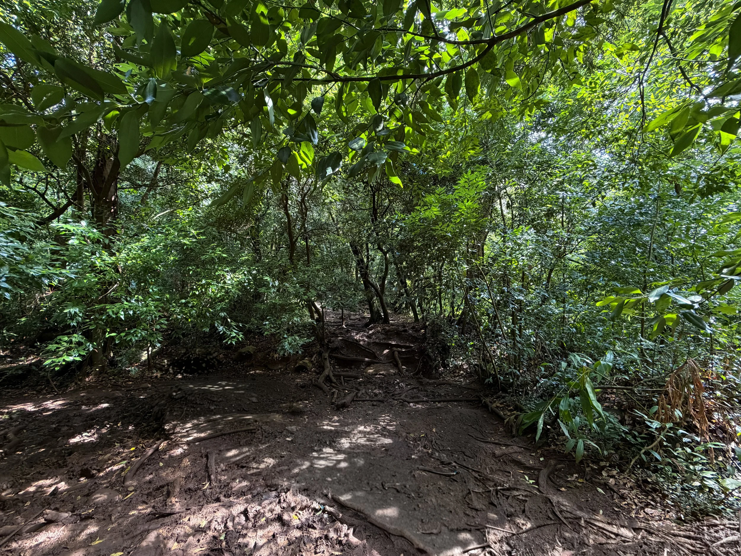Lulumahu Falls Hike Oahu Hawaii