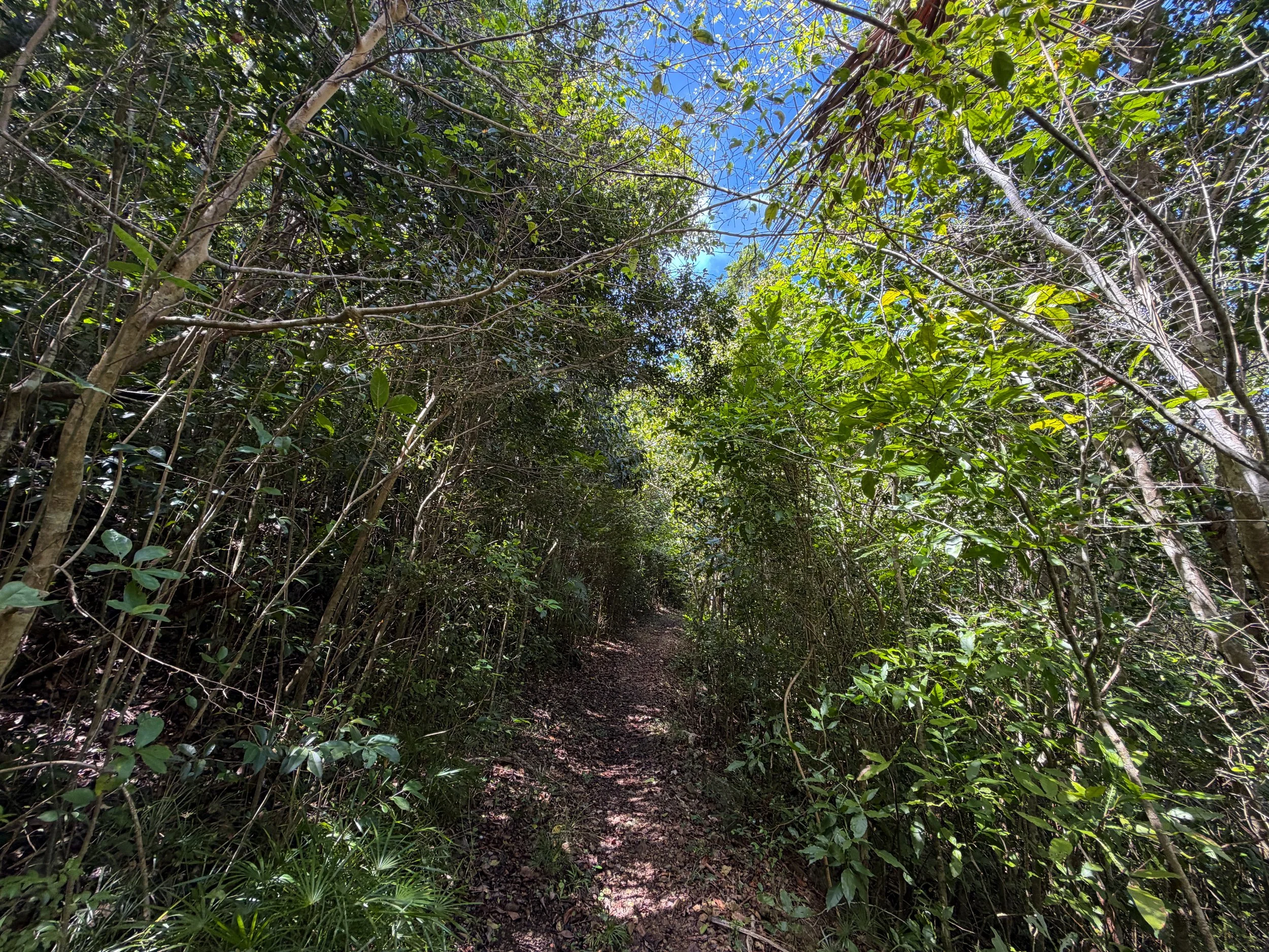 Water Catchment Trail Virgin Islands National Park