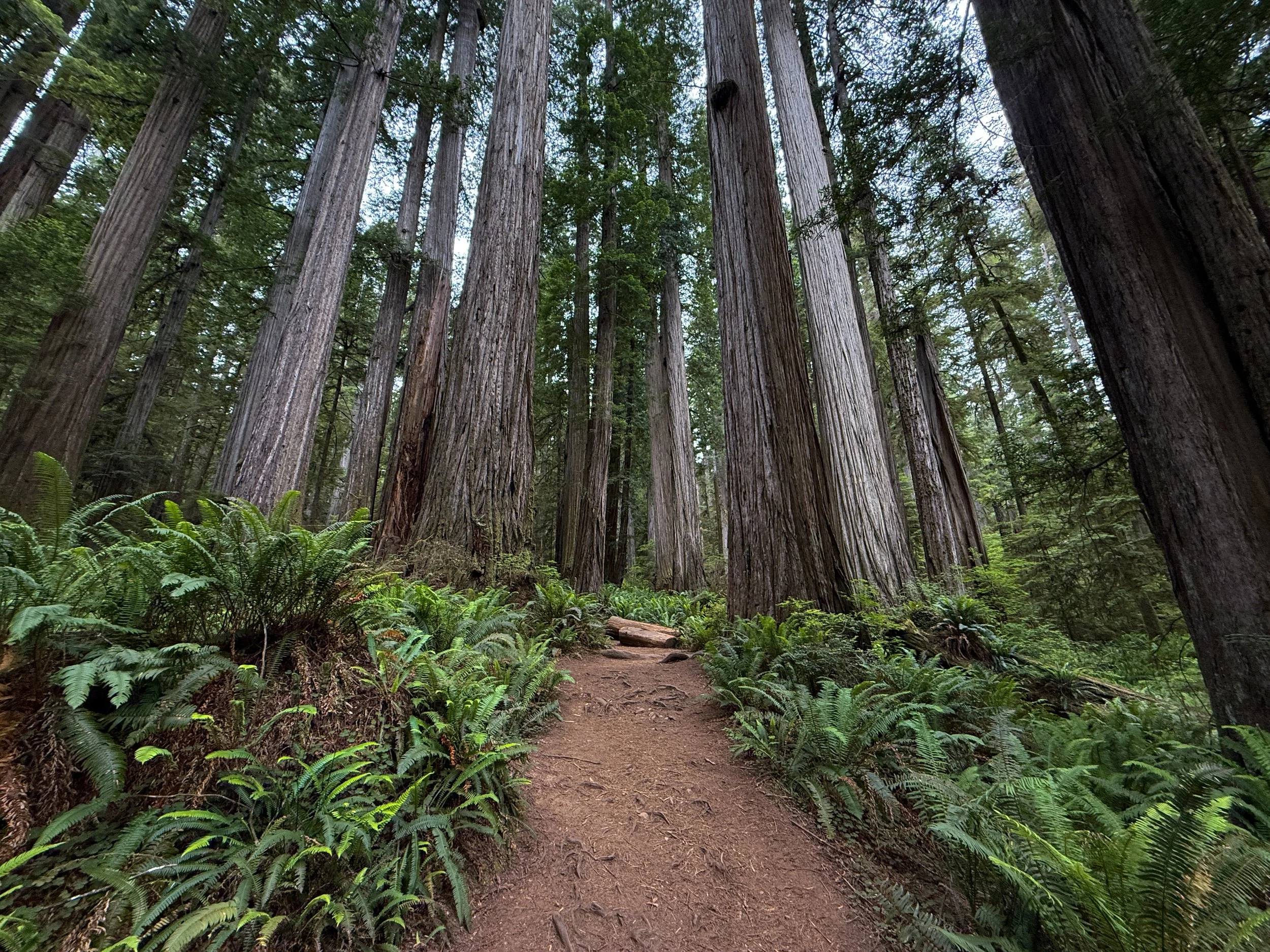 Boy Scout Tree Trail Jedediah Smith Redwoods State Park California