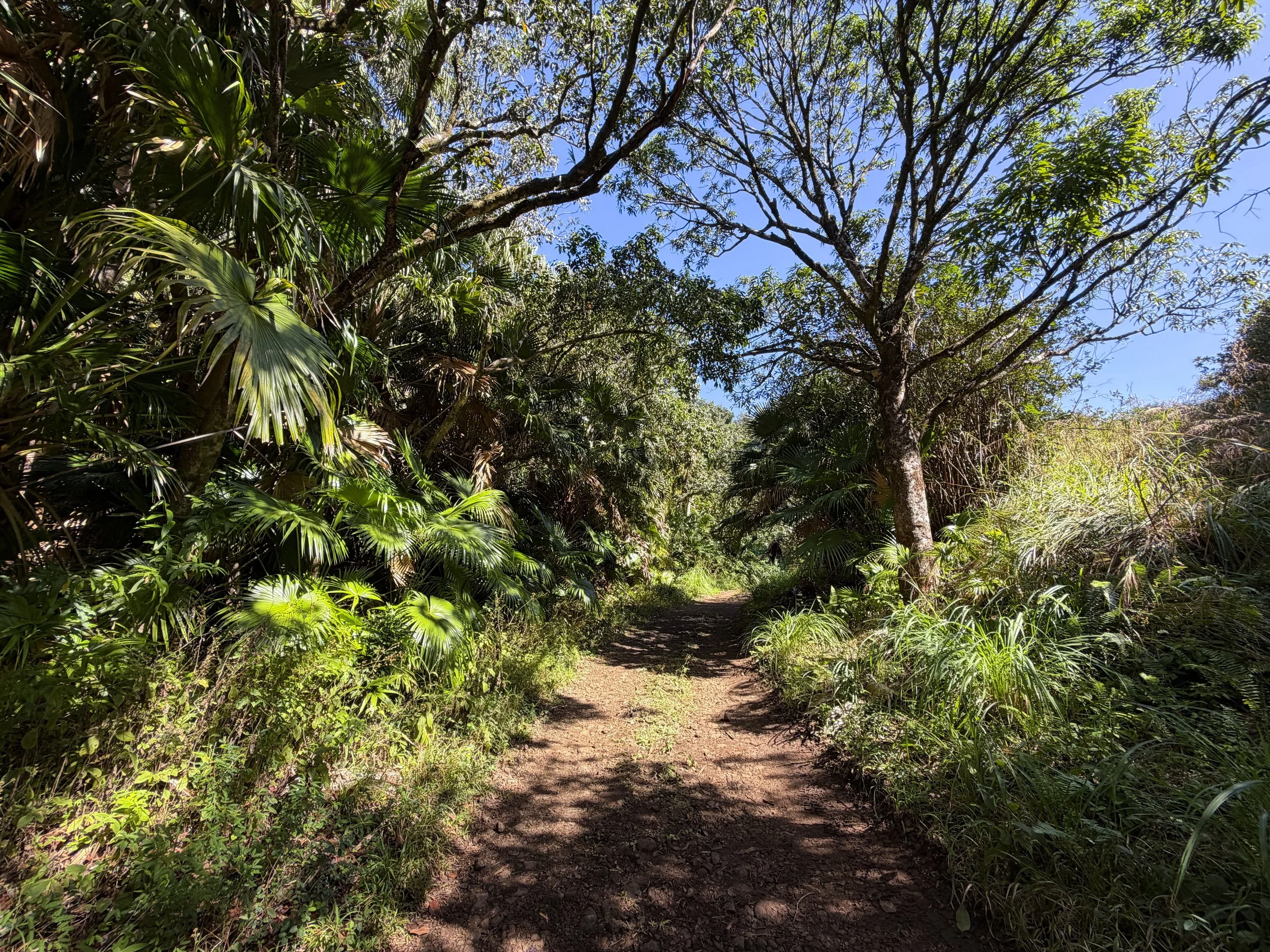 Tripler Ridge Trail via Kamananui Valley Road Oahu Hawaii