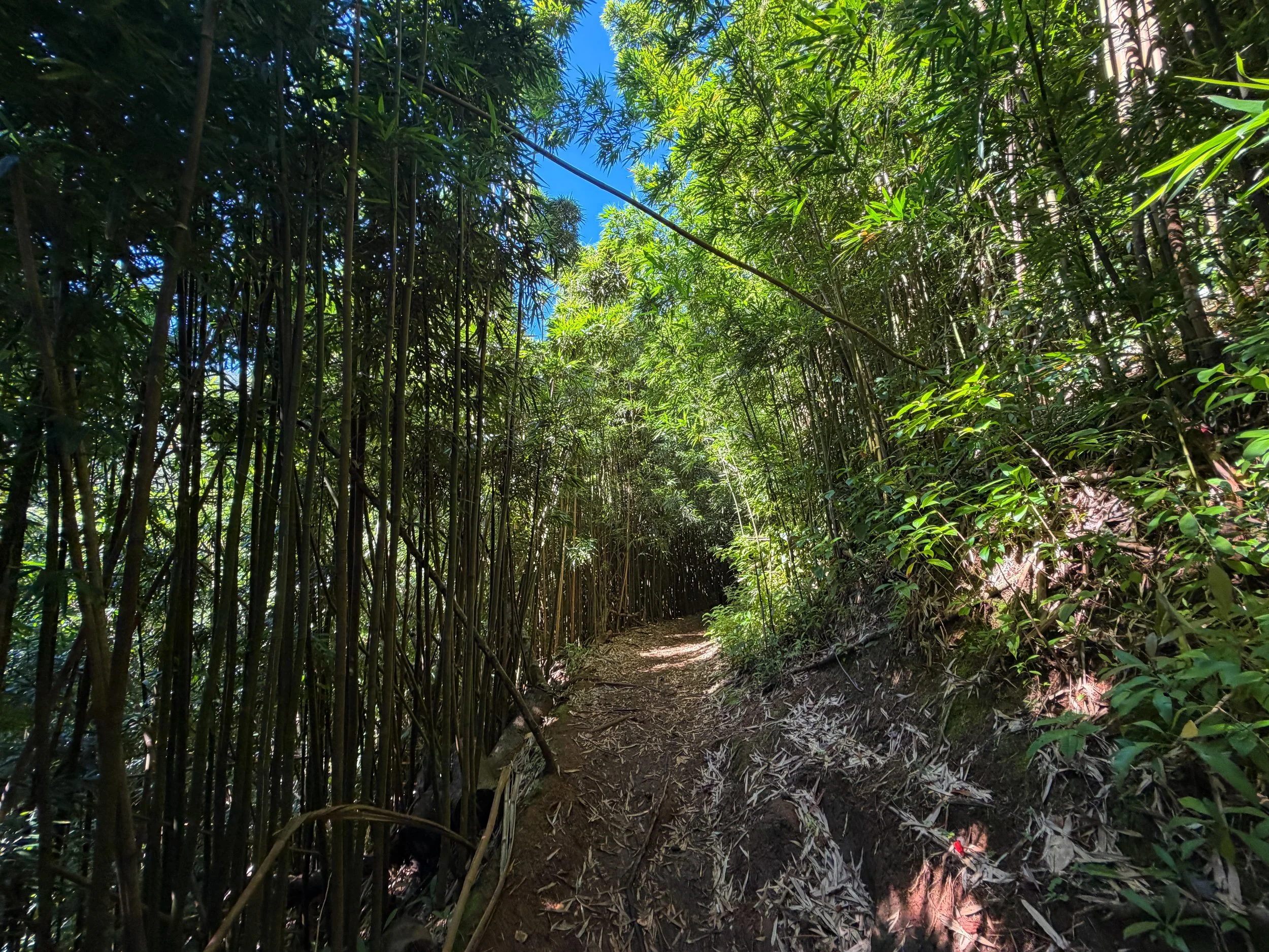 Aihualama Trail to Pauoa Flats Trail Oahu Hawaii