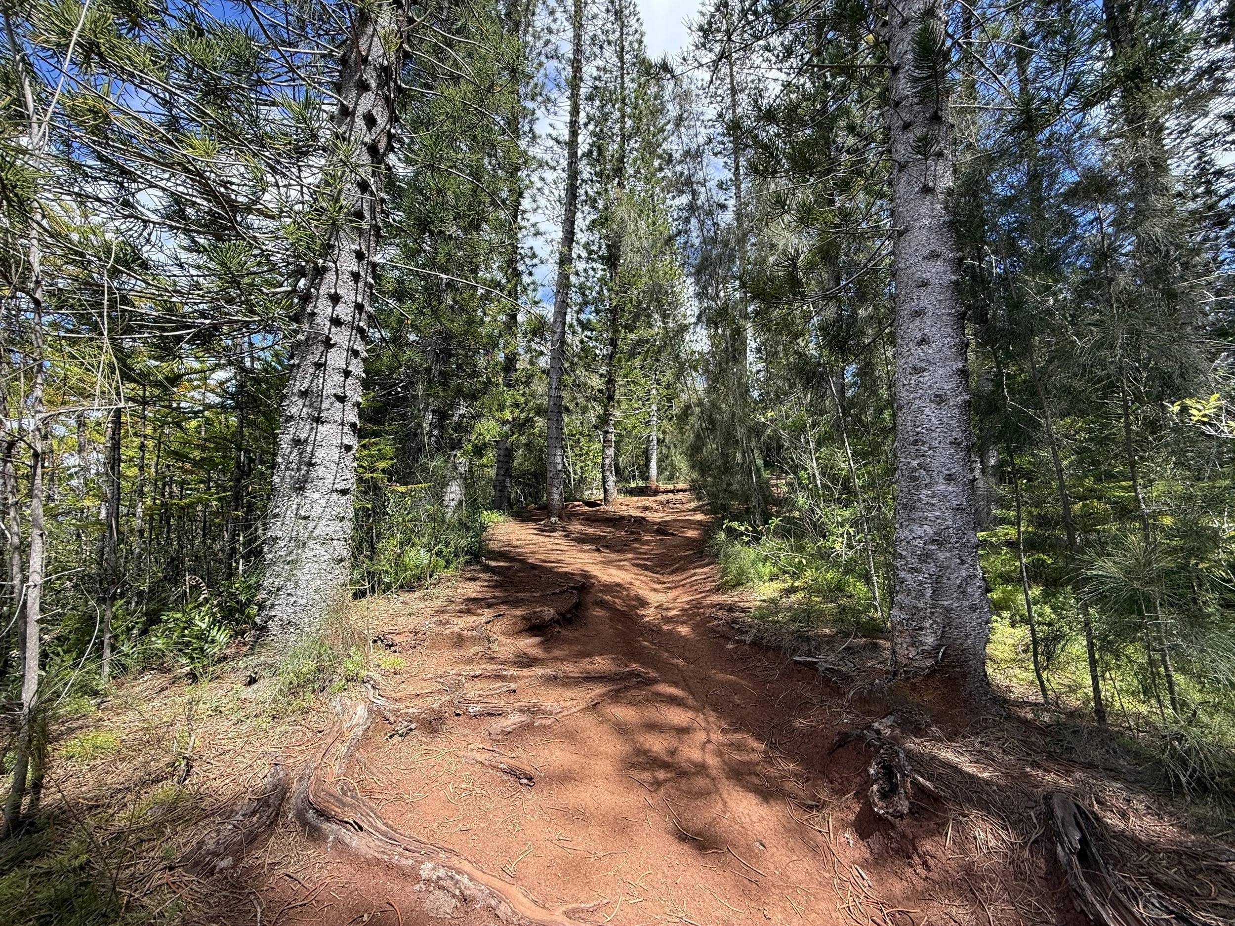 Hiking the Waʻahila Ridge Trail to Mt. Olympus (ʻAwaʻawaloa) on Oʻahu ...
