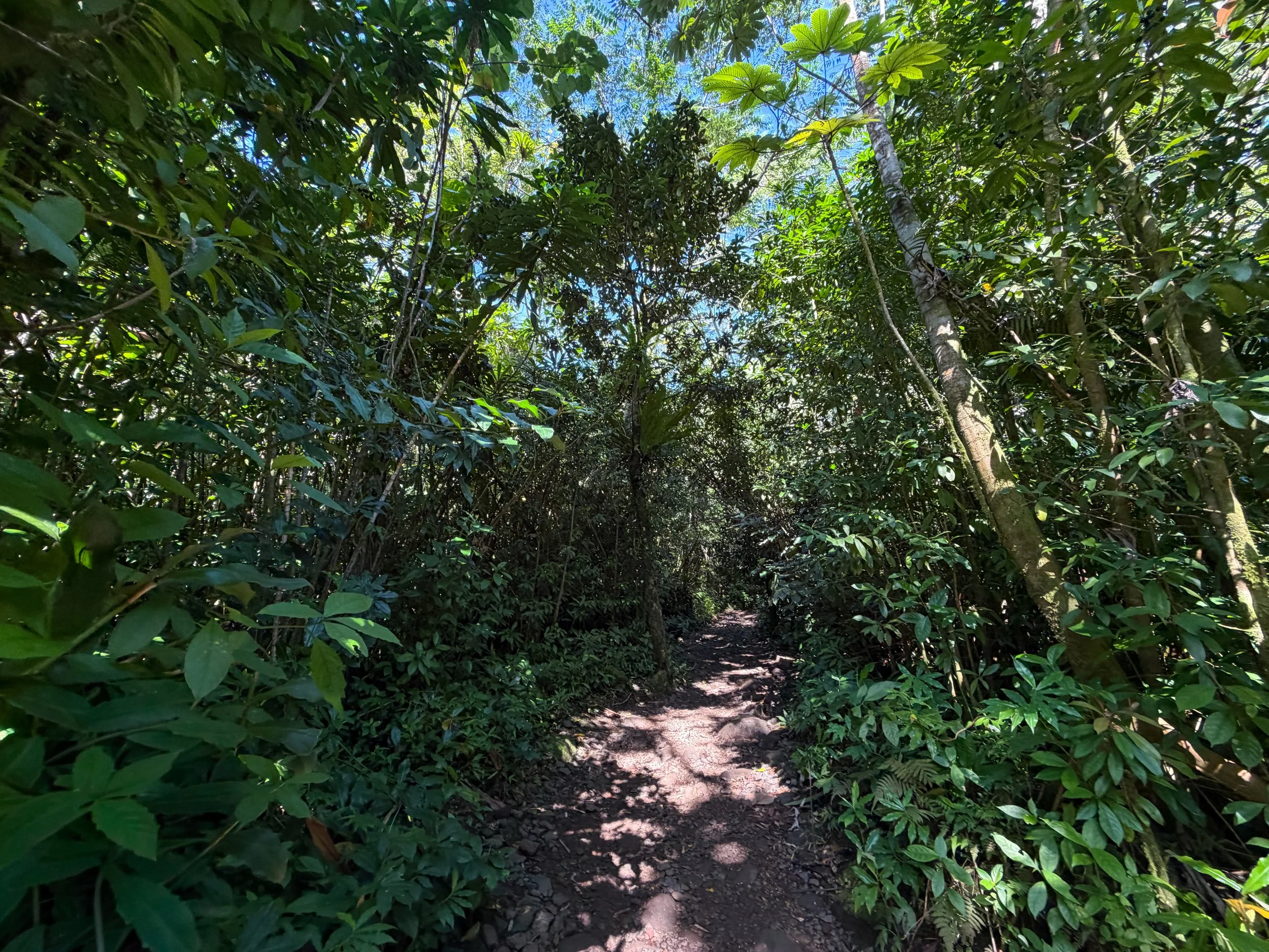 Manoa Falls Trail Oahu Hawaii