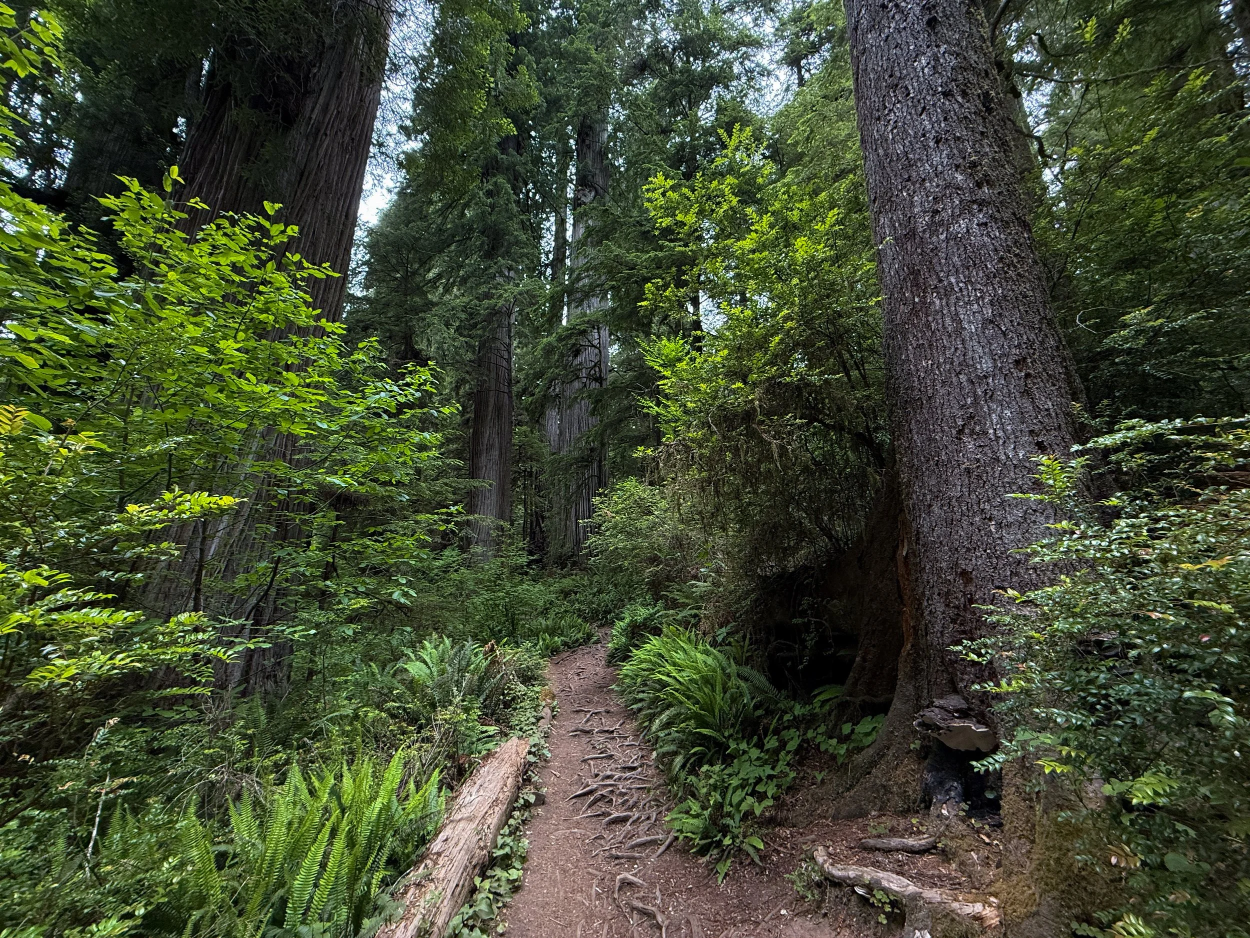 Boy Scout Tree Trail Jedediah Smith Redwoods State Park California